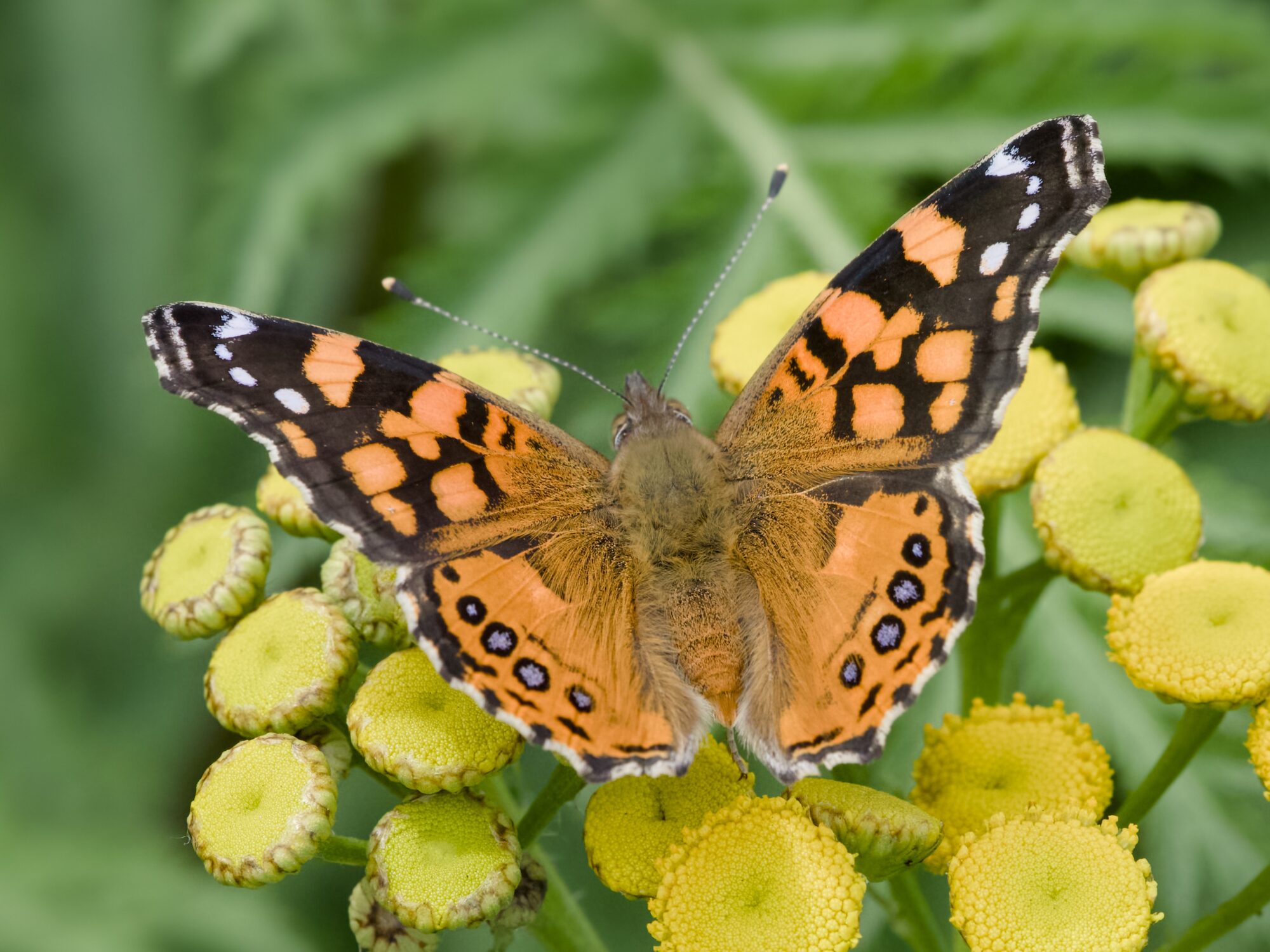 A West Coast Lady butterfly, perched on a tansy cluster, seen from above