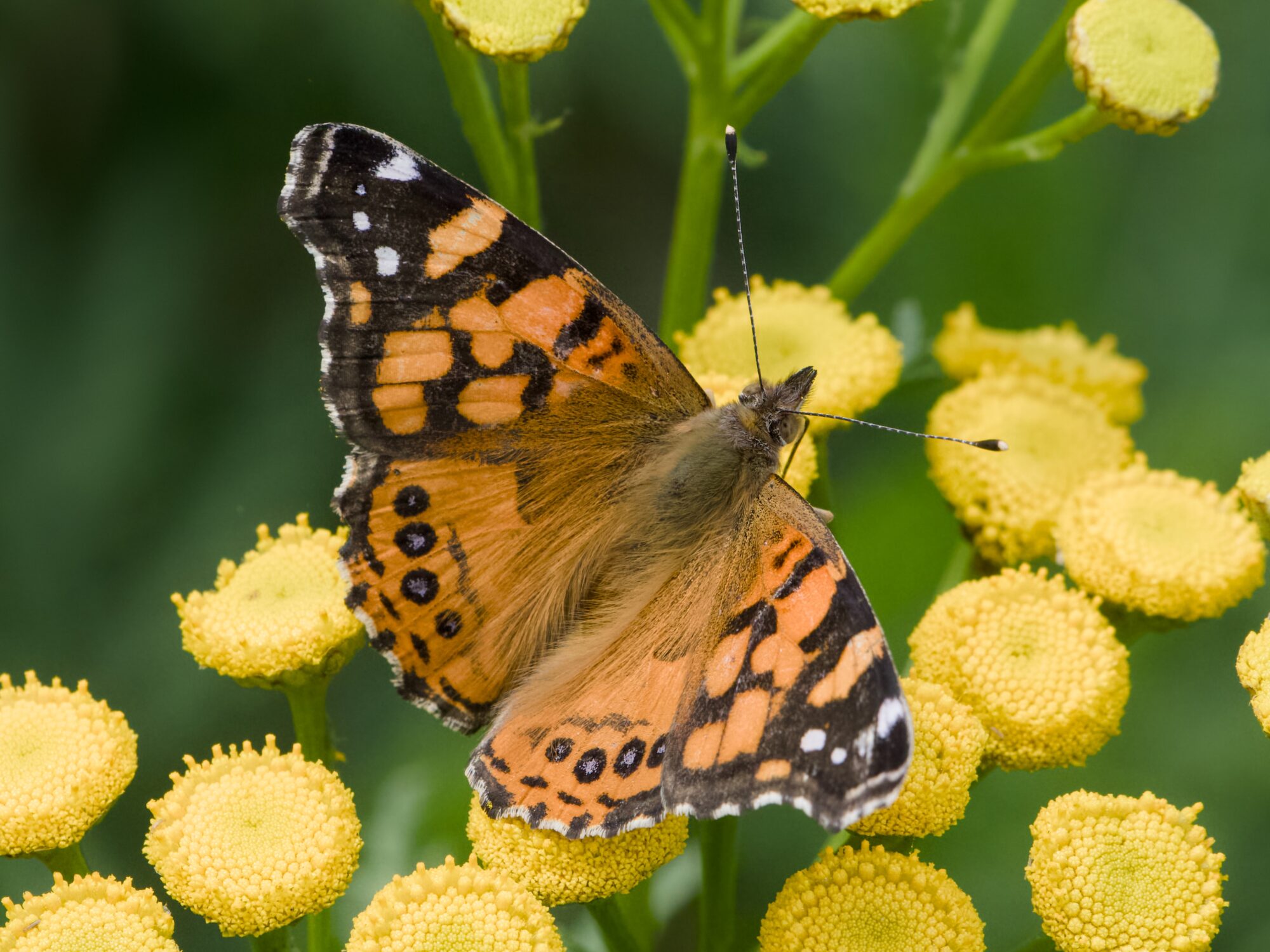 A West Coast Lady butterfly, perched on a tansy cluster, seen from above