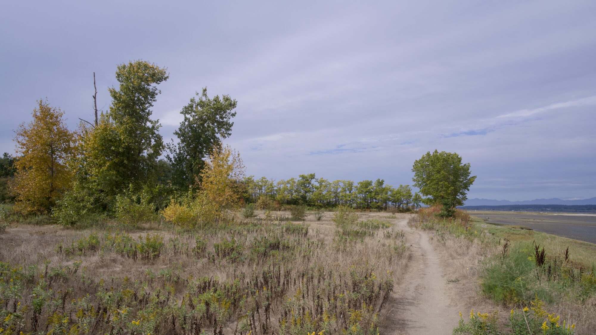 An open part of land, with low grasses and a line of trees in the background. To the right is the low tide shoreline