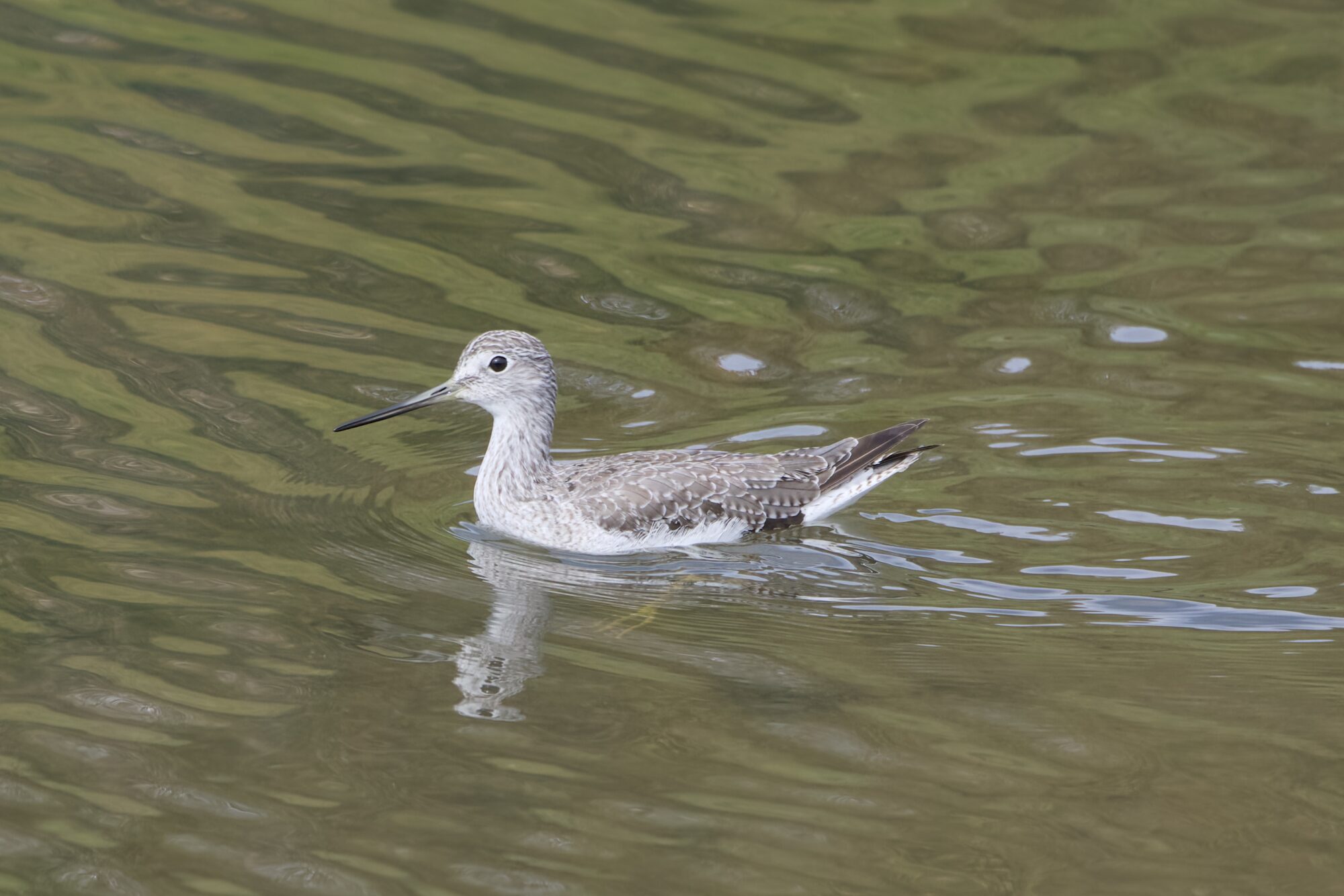 A Greater Yellowlegs swimming in greenish water