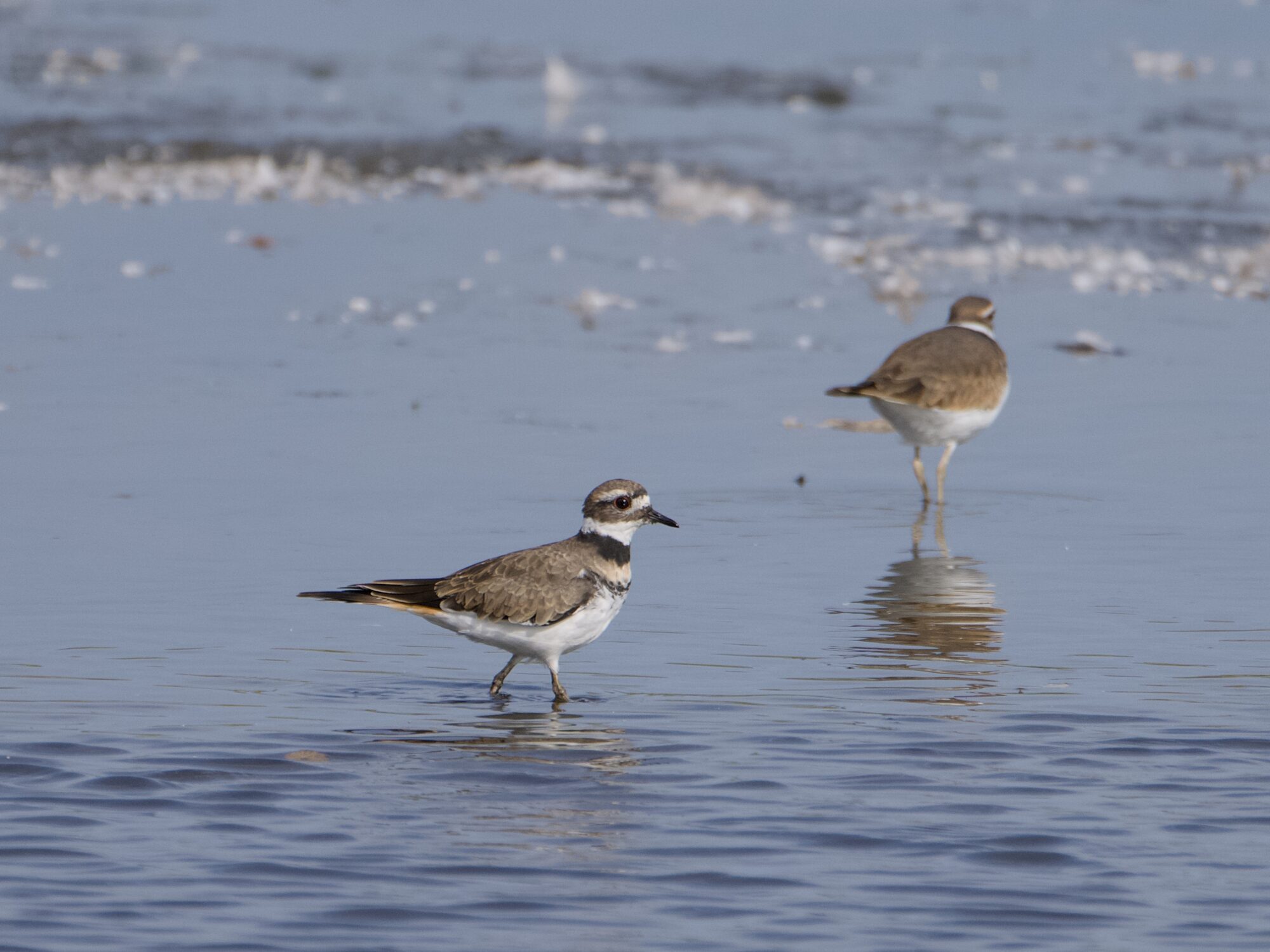 A Killdeer walking in shallow waters. In the background is another Killdeer, with its back to us
