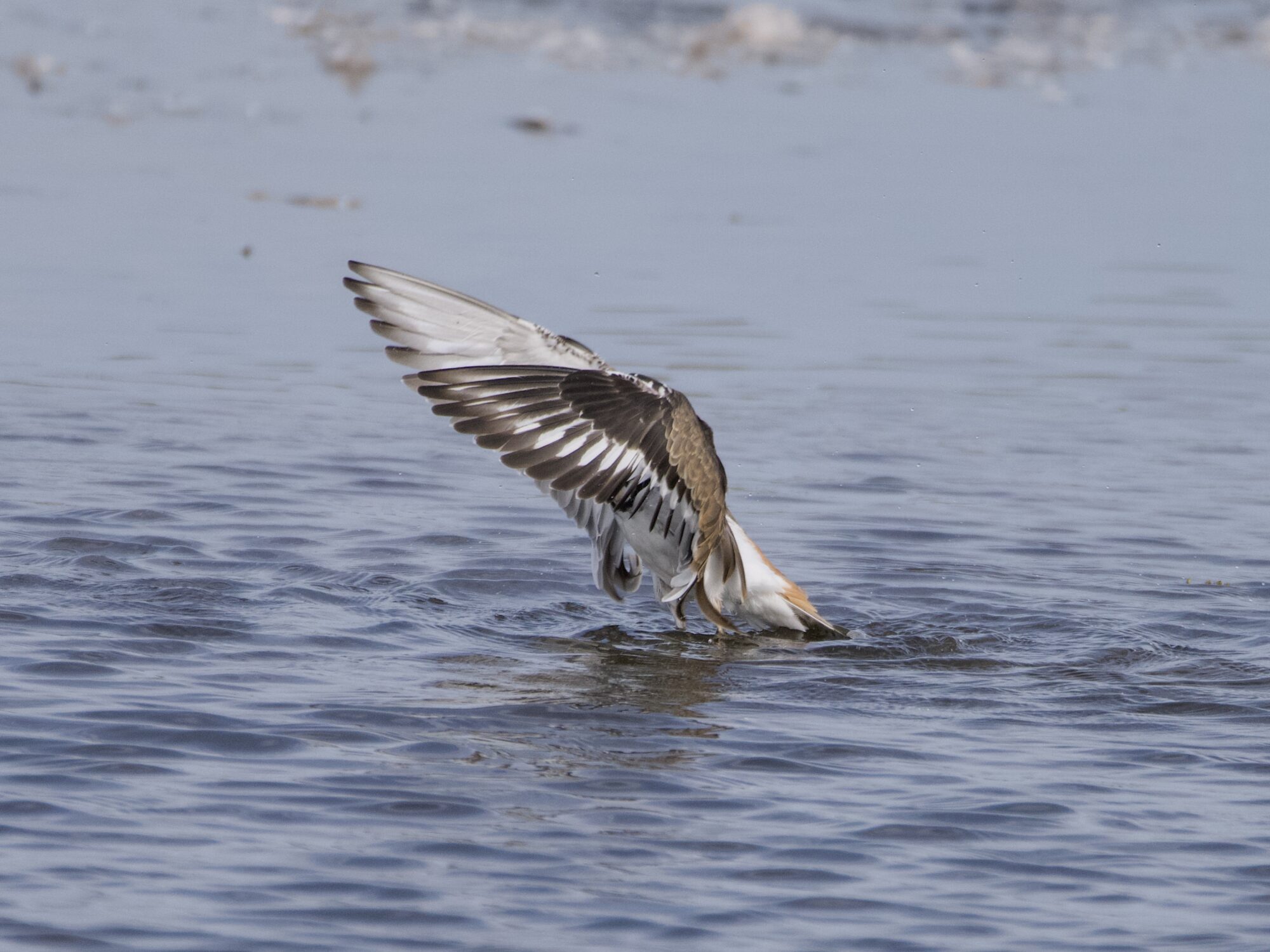 A Killdeer seen in profile, standing in shallow water, spreading its wings. The wings are hiding its head