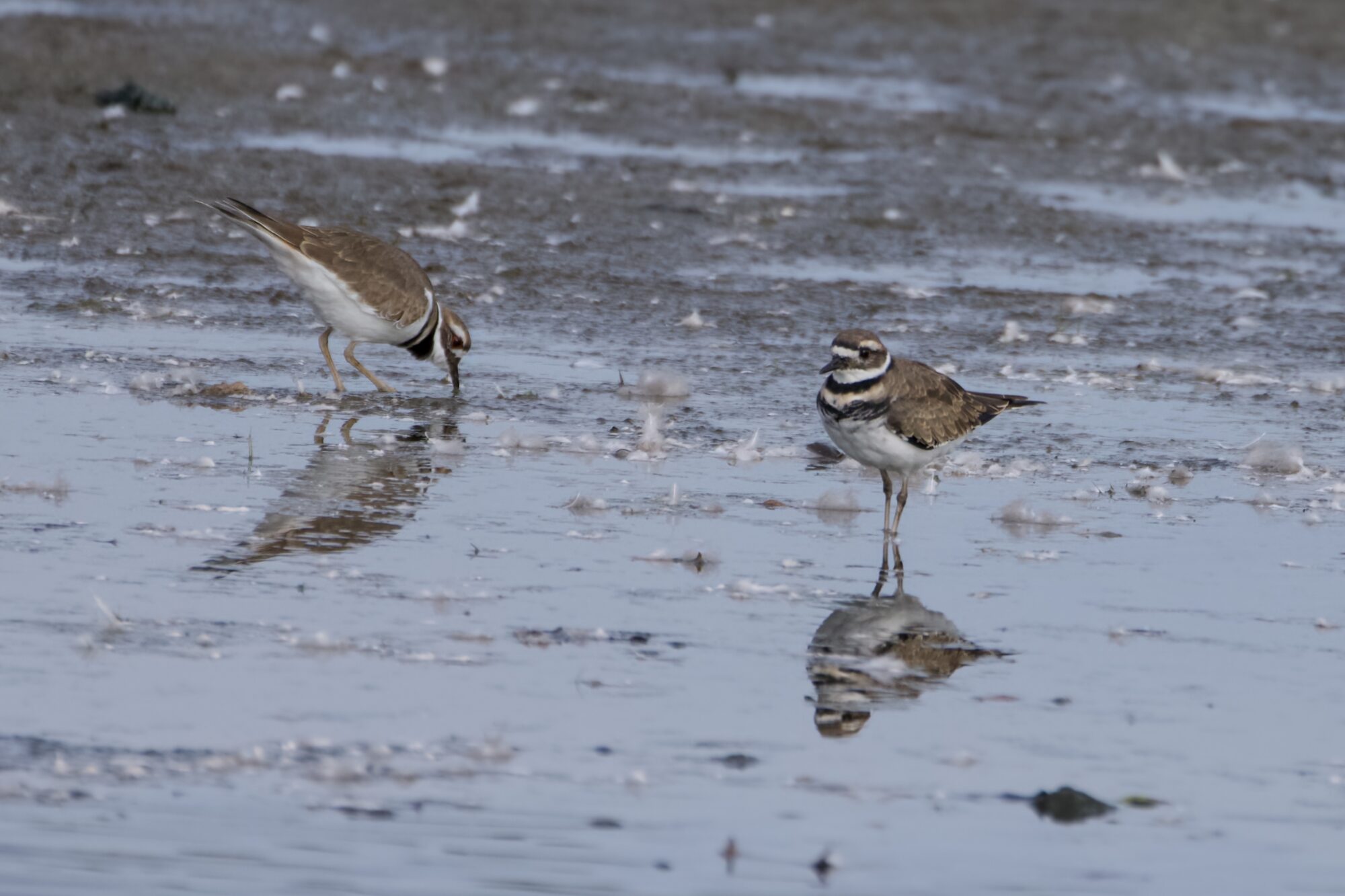 Two Killdeer in very shallow water. One is just standing there, looking in our general direction, the other is probing the muddy ground