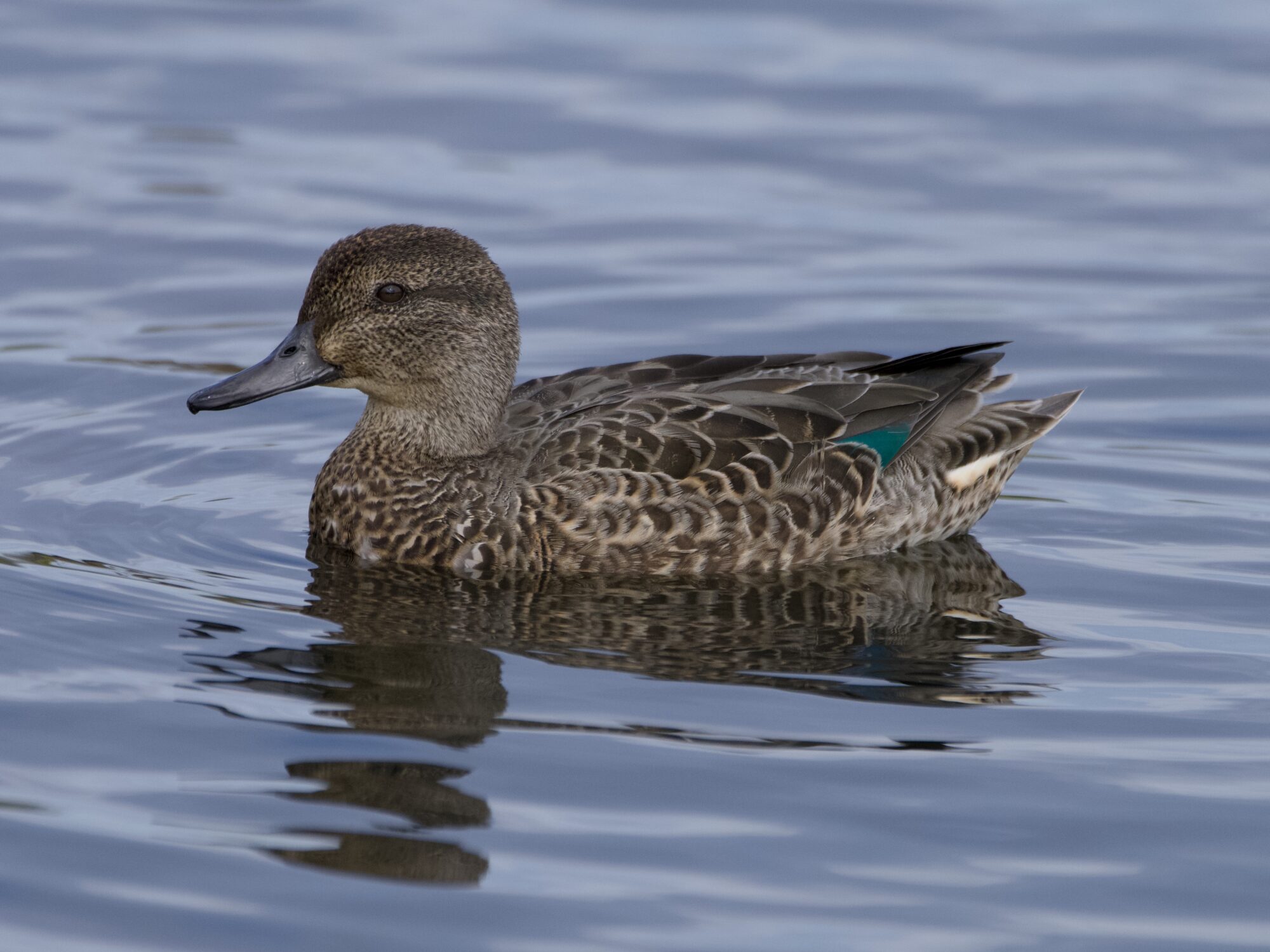 A female Green-winged Teal swimming along