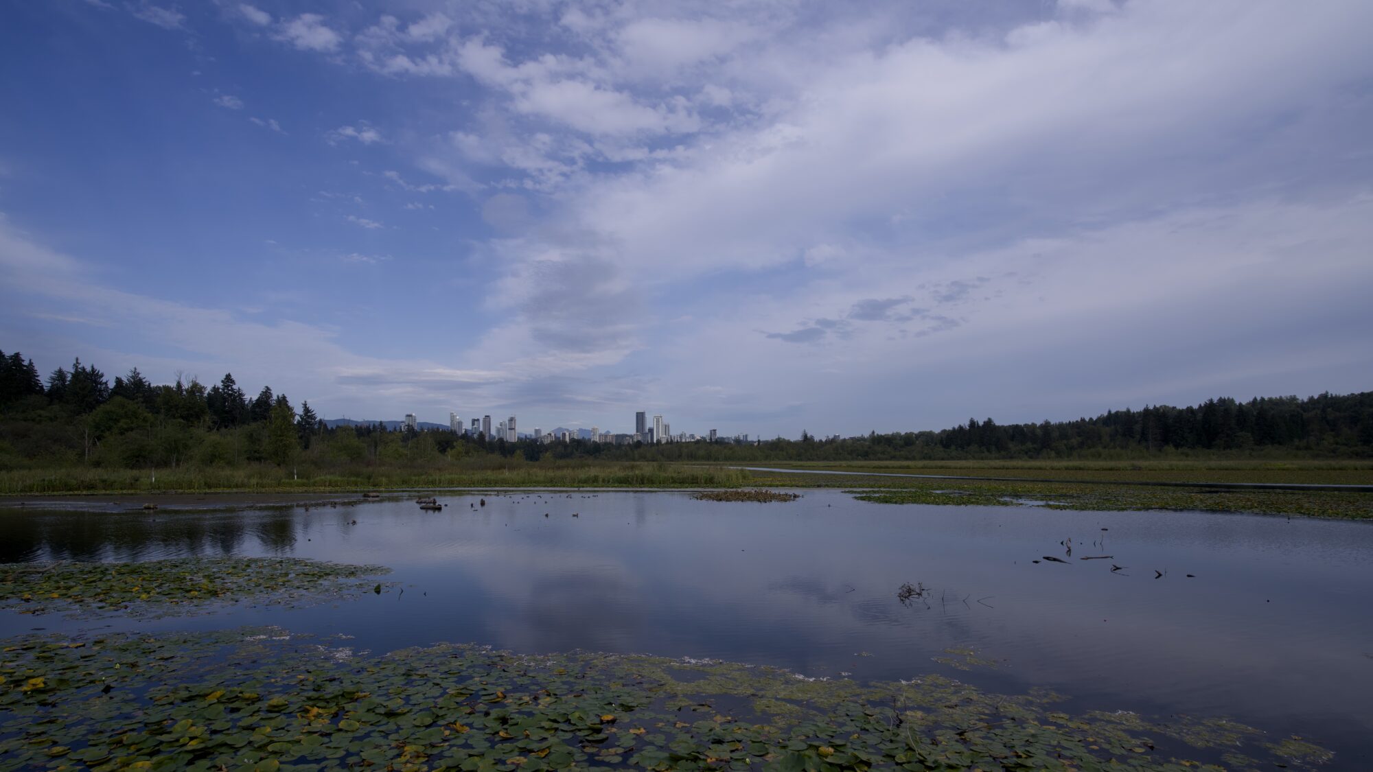 View from Piper Spit: the water is calm, and half covered in lilypads. The sky is half covered in clouds