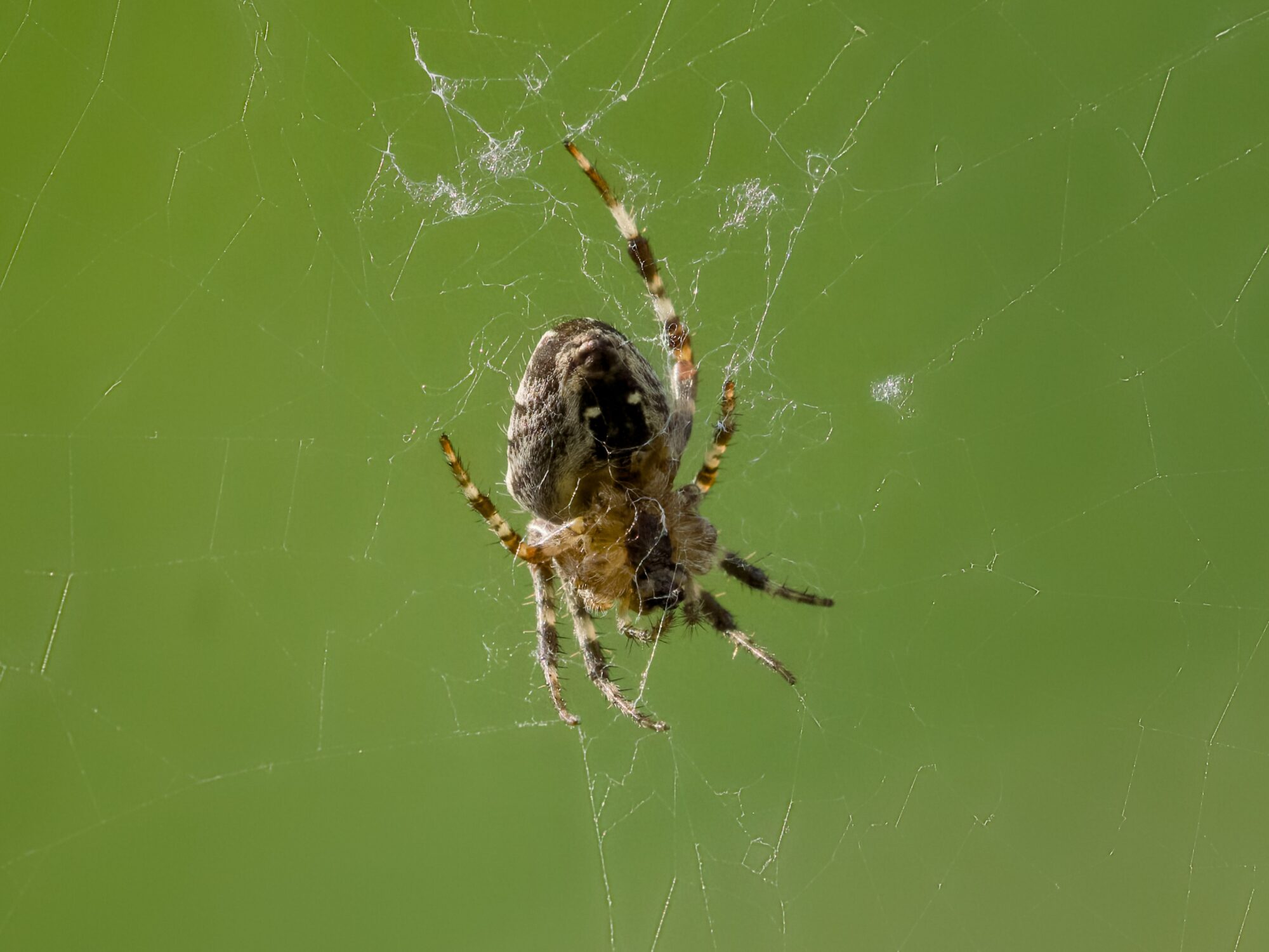 An orb weaver spider in her web, in a belly view. Background is leaf green