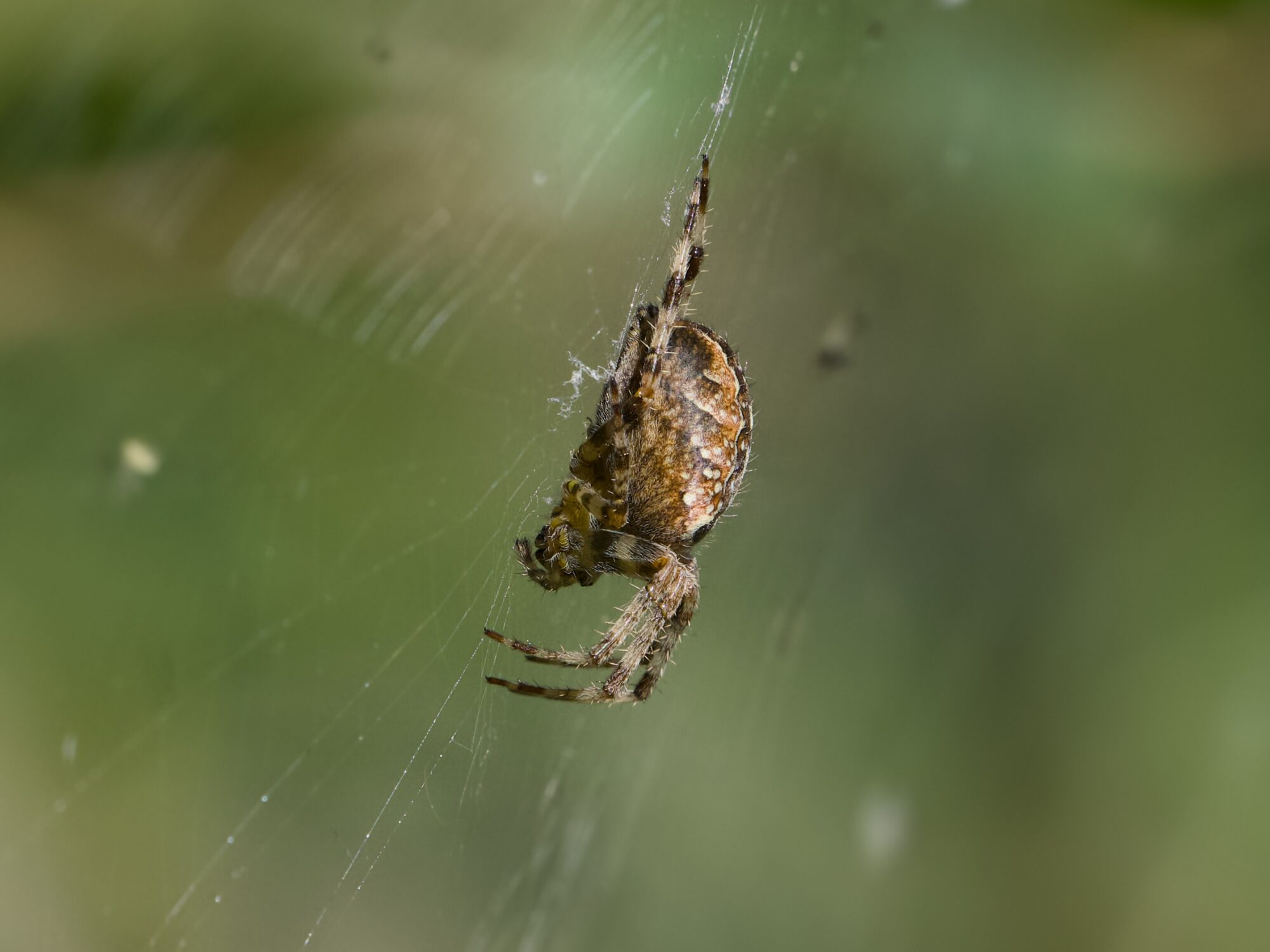 An orb weaver spider in her web, in a side view. Background is leaf green