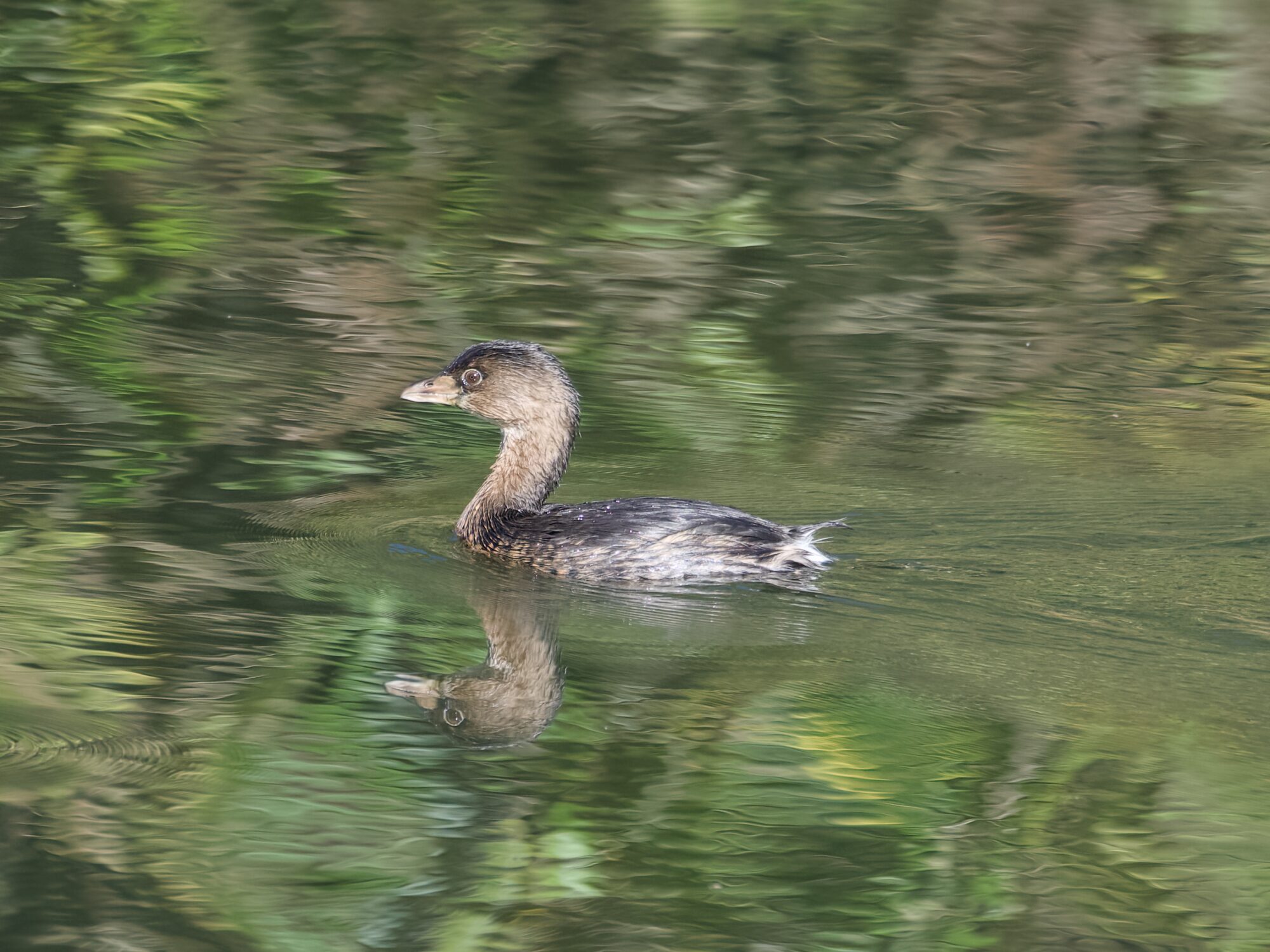 A Pied-billed Grebe swimming in water, reflecting distorted green foliage from behind it