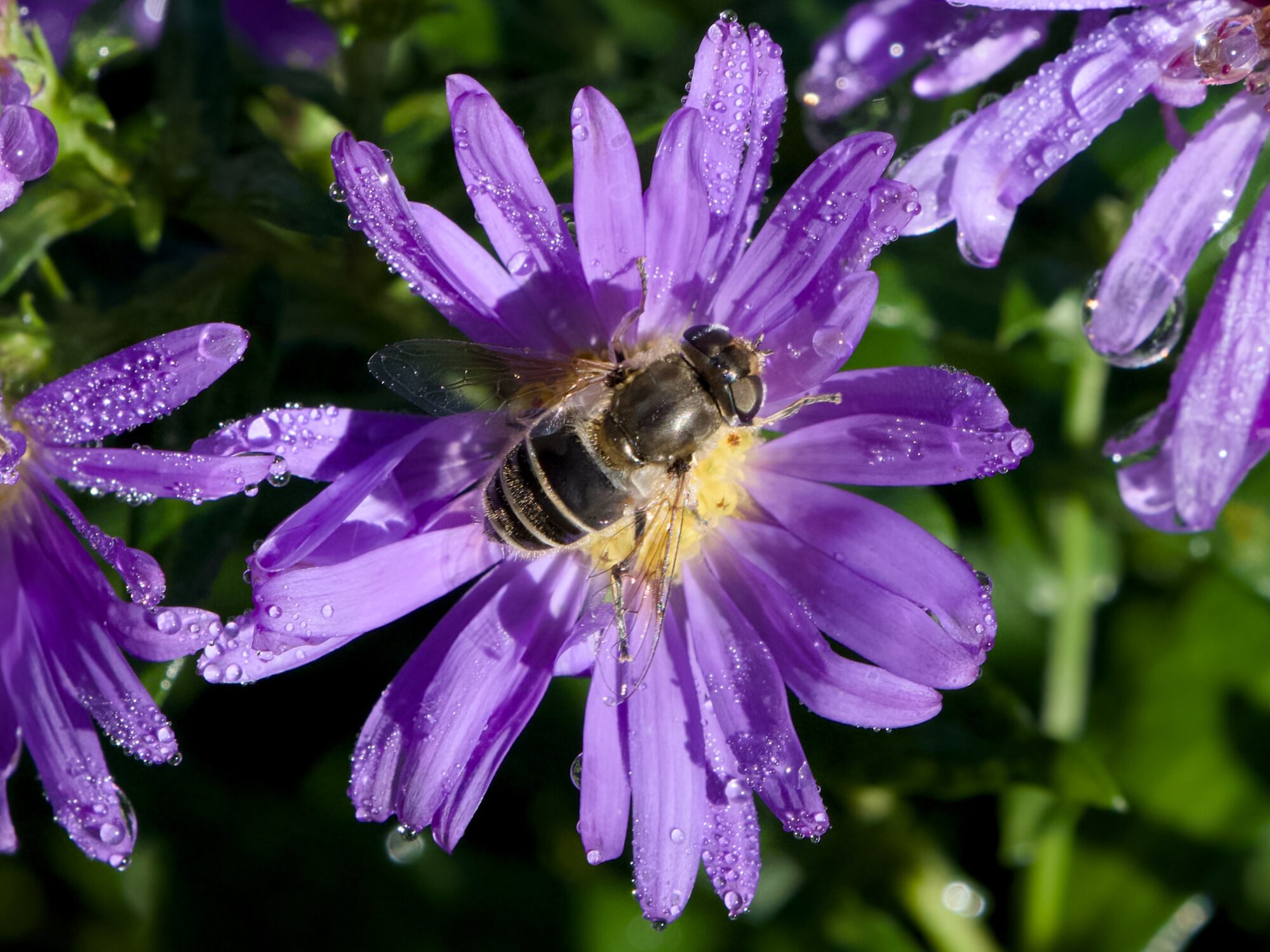A hoverfly on a pale violet aster. The petals are full of dew