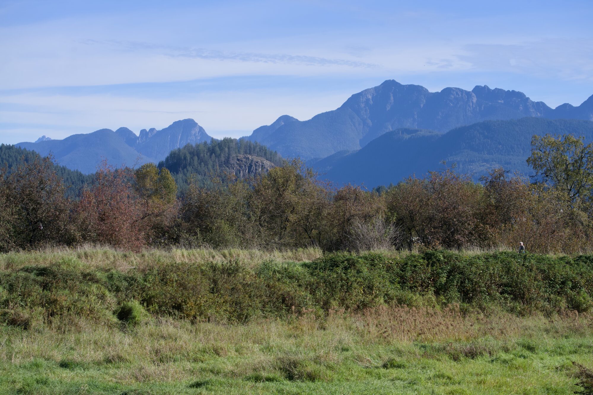 View from DeBoville Slough trail south, looking north: bushes, low trees, hazy blue mountains, and a mostly blue sky
