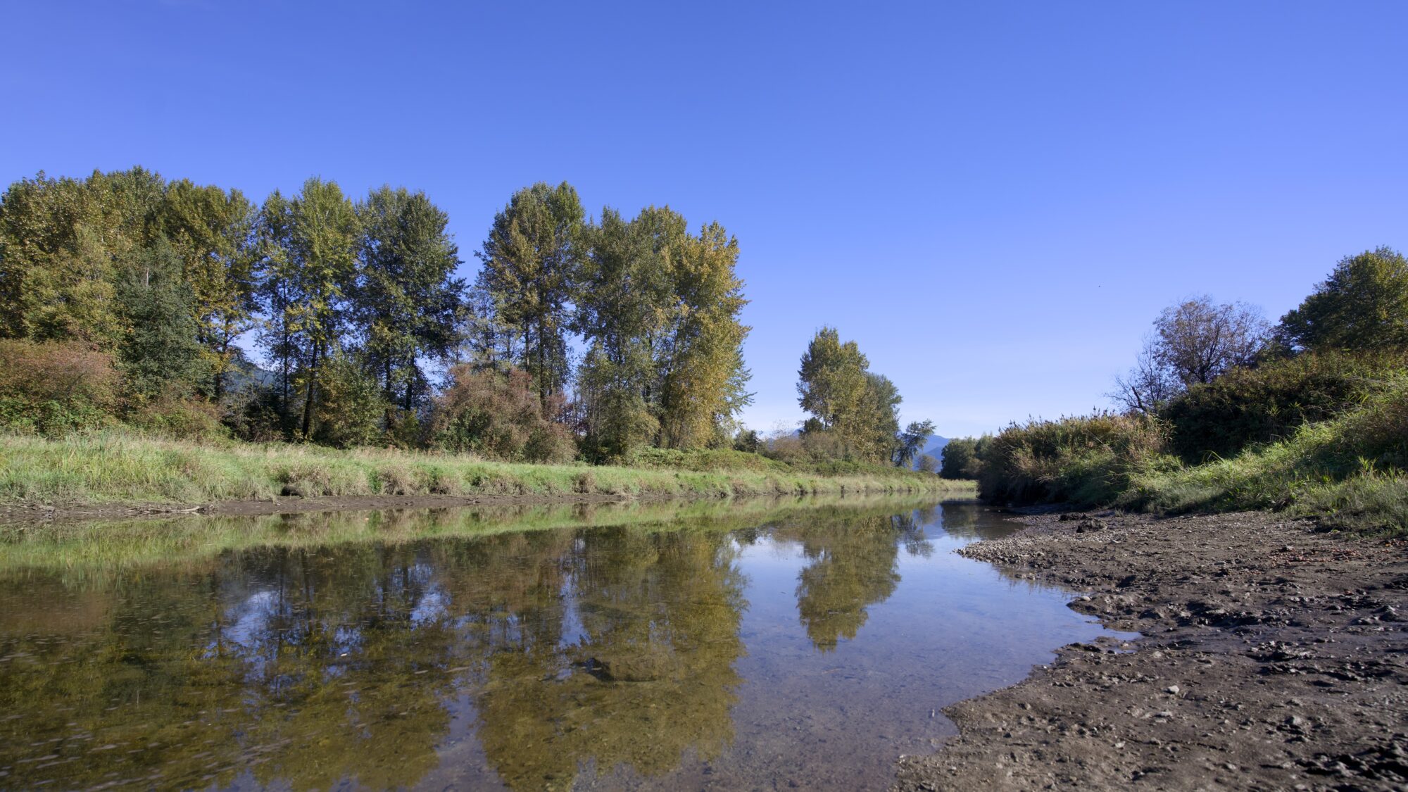 DeBoville Slough: very shallow and still water, with some trees on the opposite bank. The sky is almost perfect solid blue