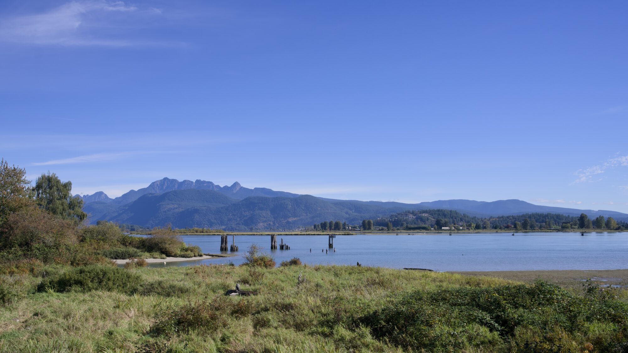 Pitt River under a mostly solid blue sky. Low bushes and a few trees in the foreground, some pilings in the water, low mountains on the opposite shore