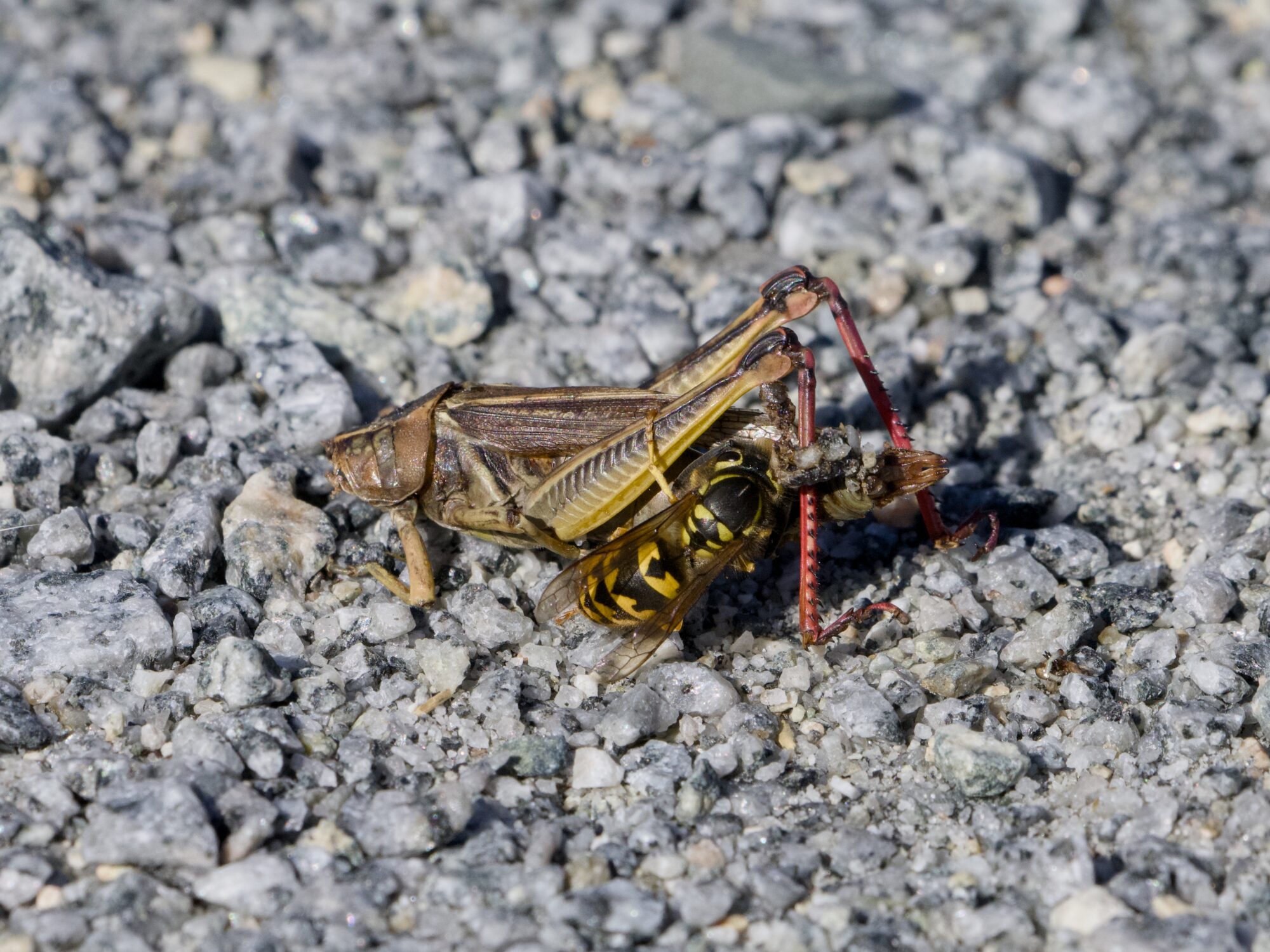 A partial grasshopper exoskeleton is being eaten by a yellowjacket wasp, on a gravelly trail