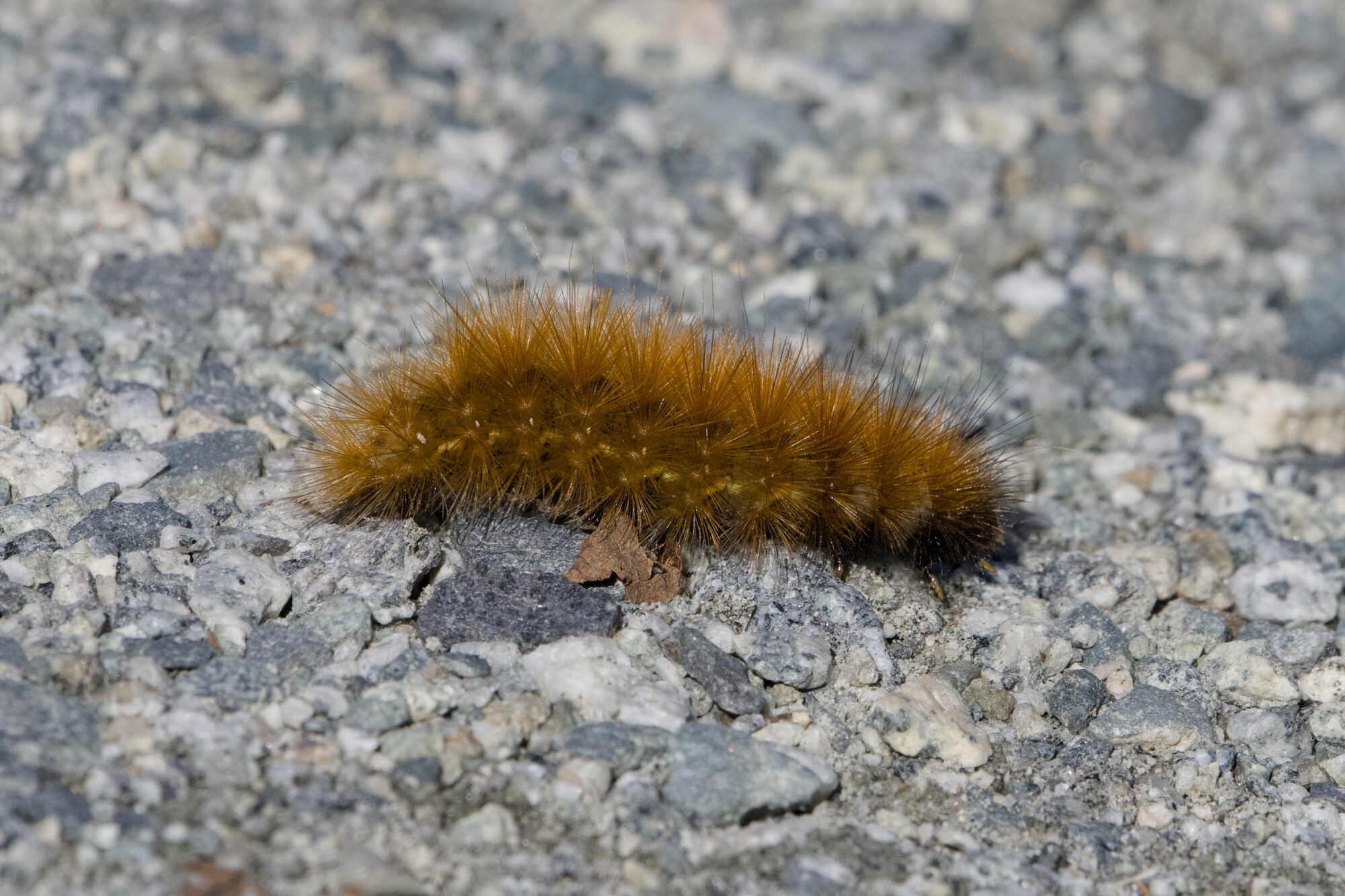 A yellow woolly bear caterpillar on a gravelly trail