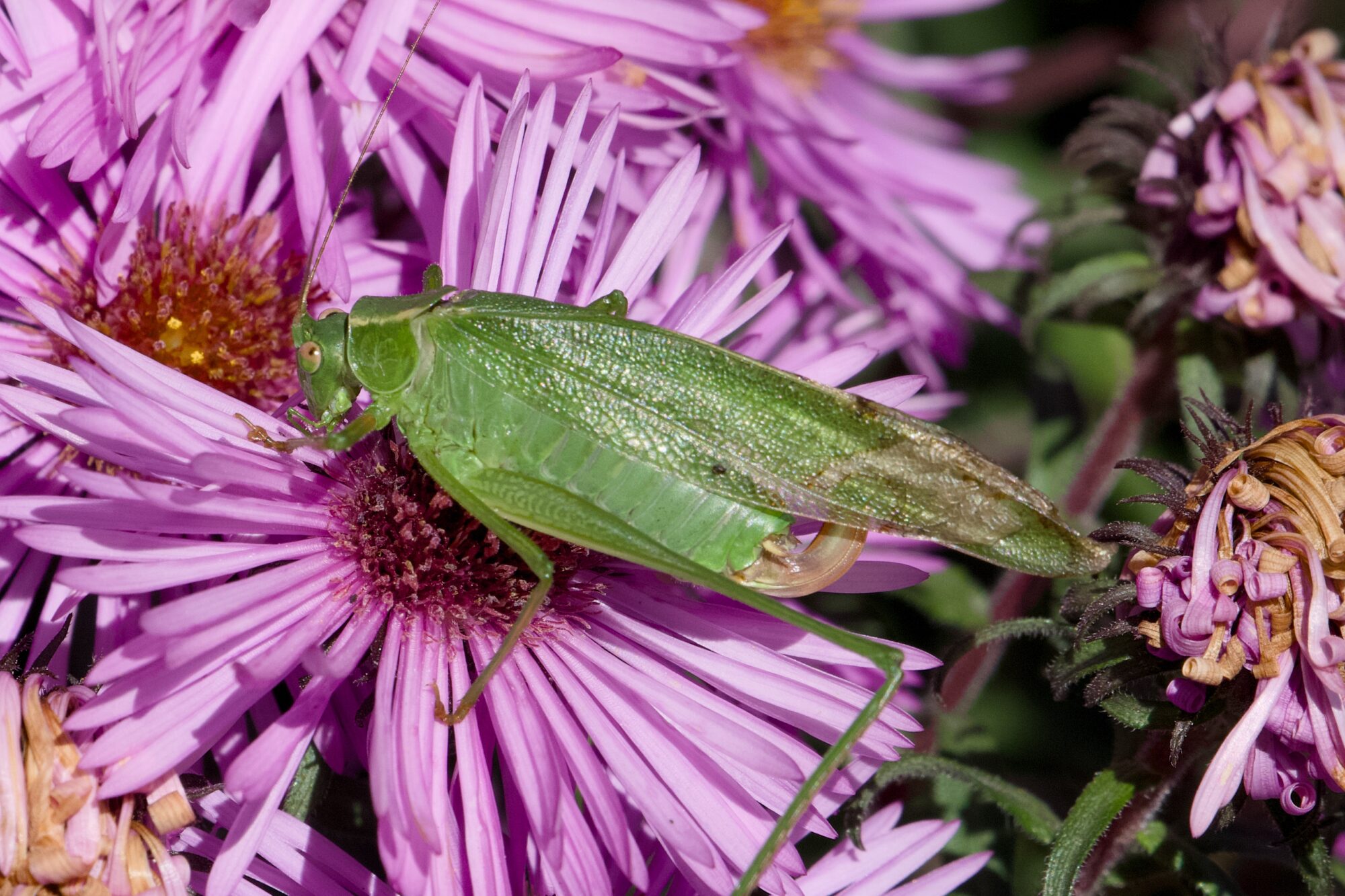 A green grasshopper of some kind on a large pink flower