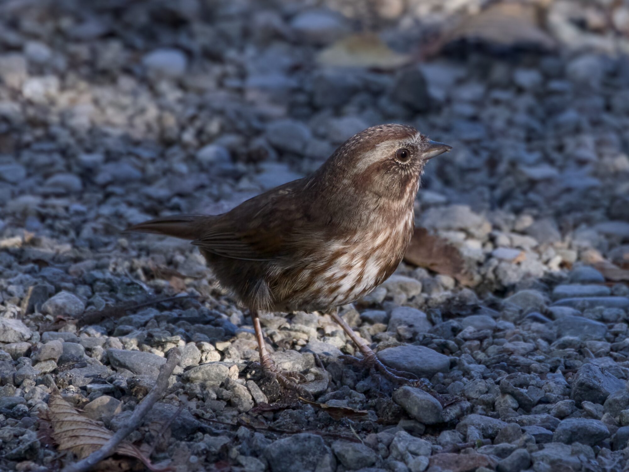 A Song Sparrow standing on a gravelly trail, partly in the shade but its face and chest are in the light