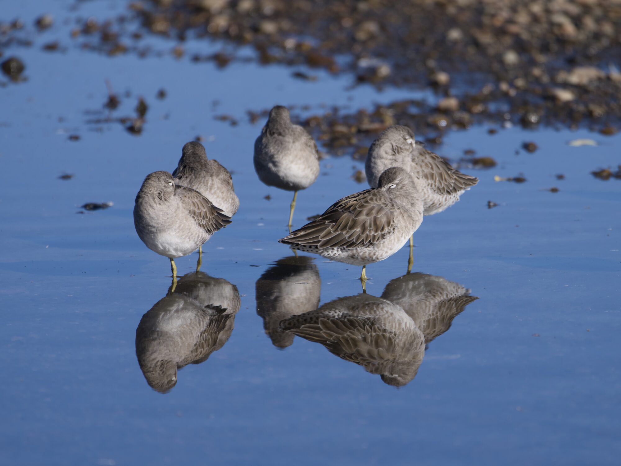 Several Long-billed Dowitchers napping with their bills tucked under their wings, standing one-legged in shallow water. The water is very calm, and their reflections are clear
