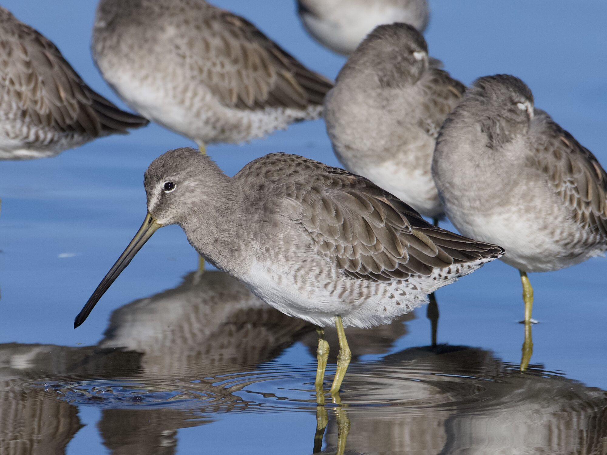 A Long-billed Dowitcher, awake, standing in shallow water. A few others behind it are still napping