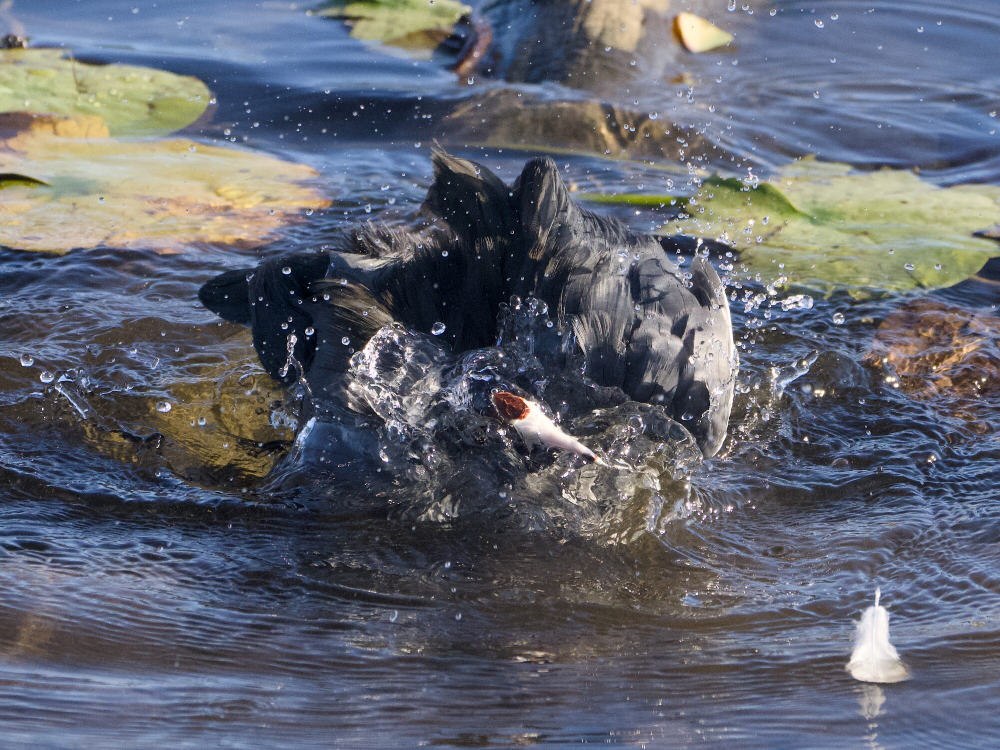 An American Coot having a vigorous splashy bath. A few lilypads in the background