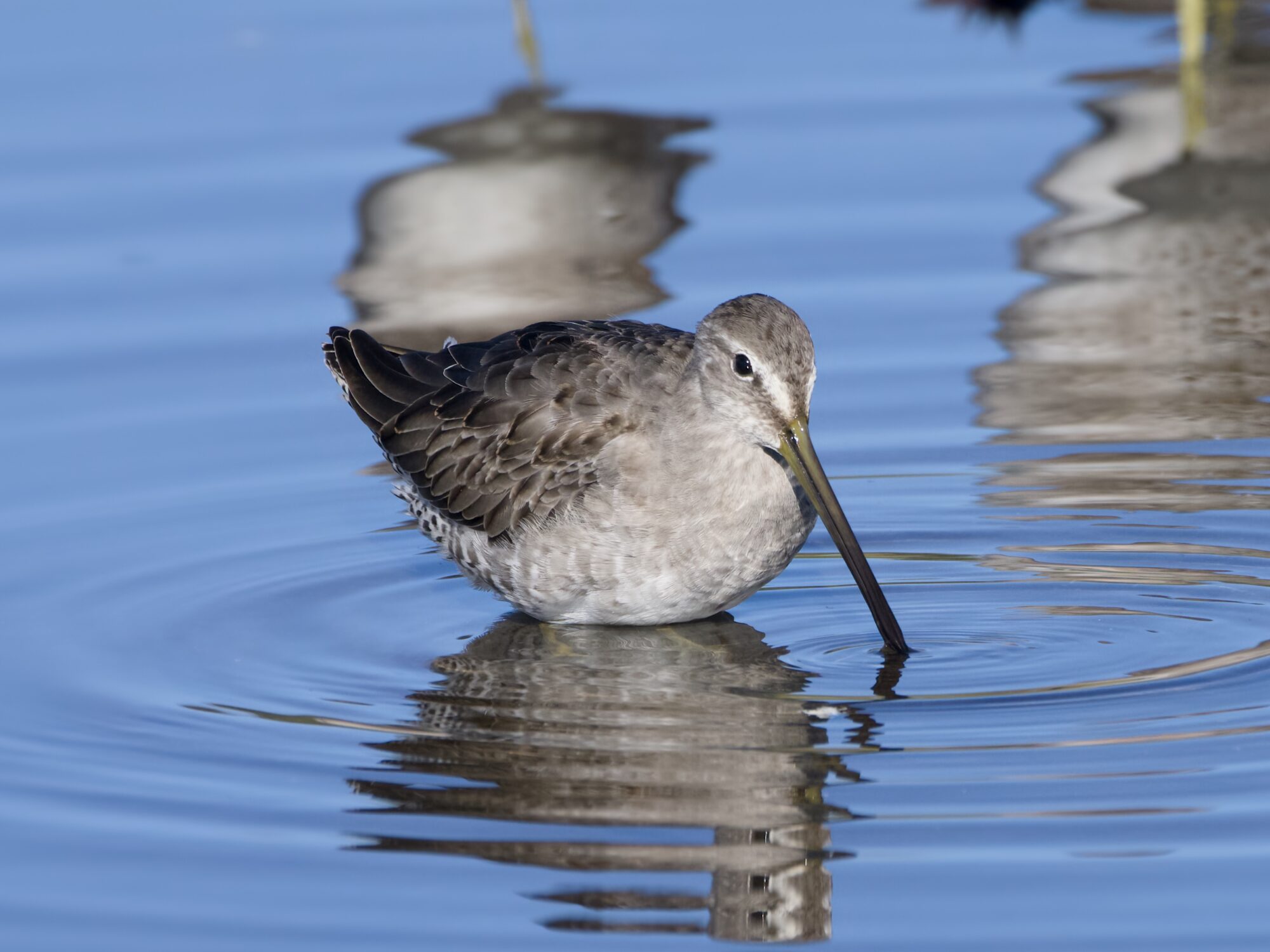 A Long-billed Dowitcher standing belly deep in water, poking its bill in a little bit. Aside from a few ripples the water is calm.