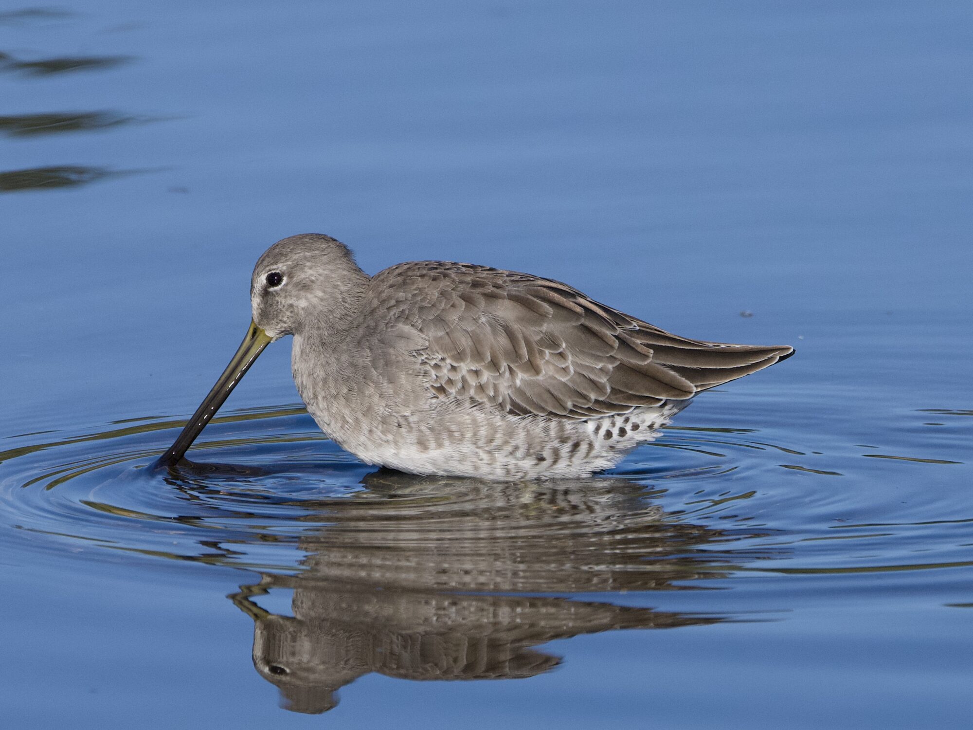 A Long-billed Dowitcher standing belly deep in water, poking its bill in a little bit. Aside from a few ripples the water is calm.