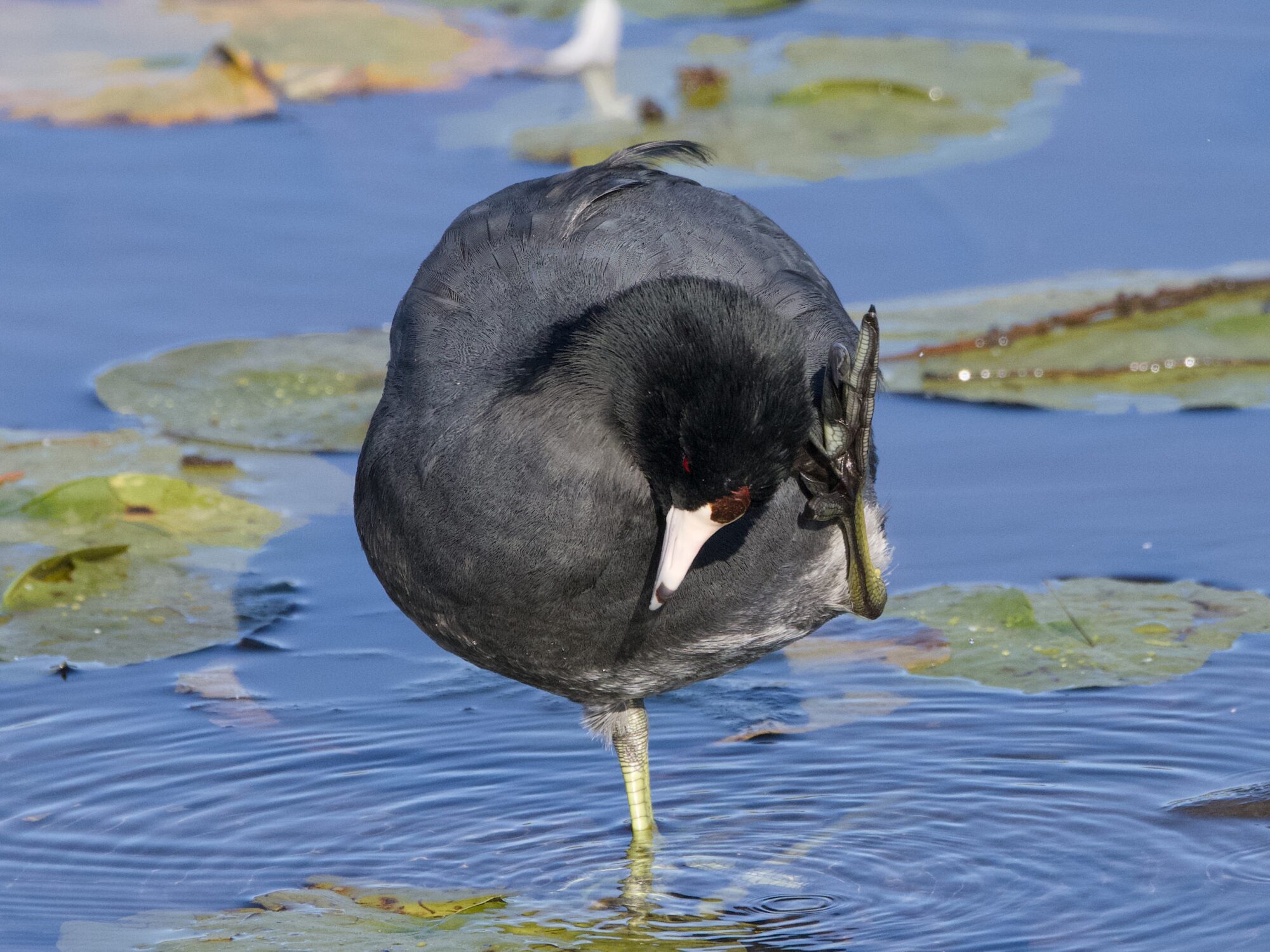 An American Coot standing in shallow water, surrounded by a few lilypads, scratching the side of its head