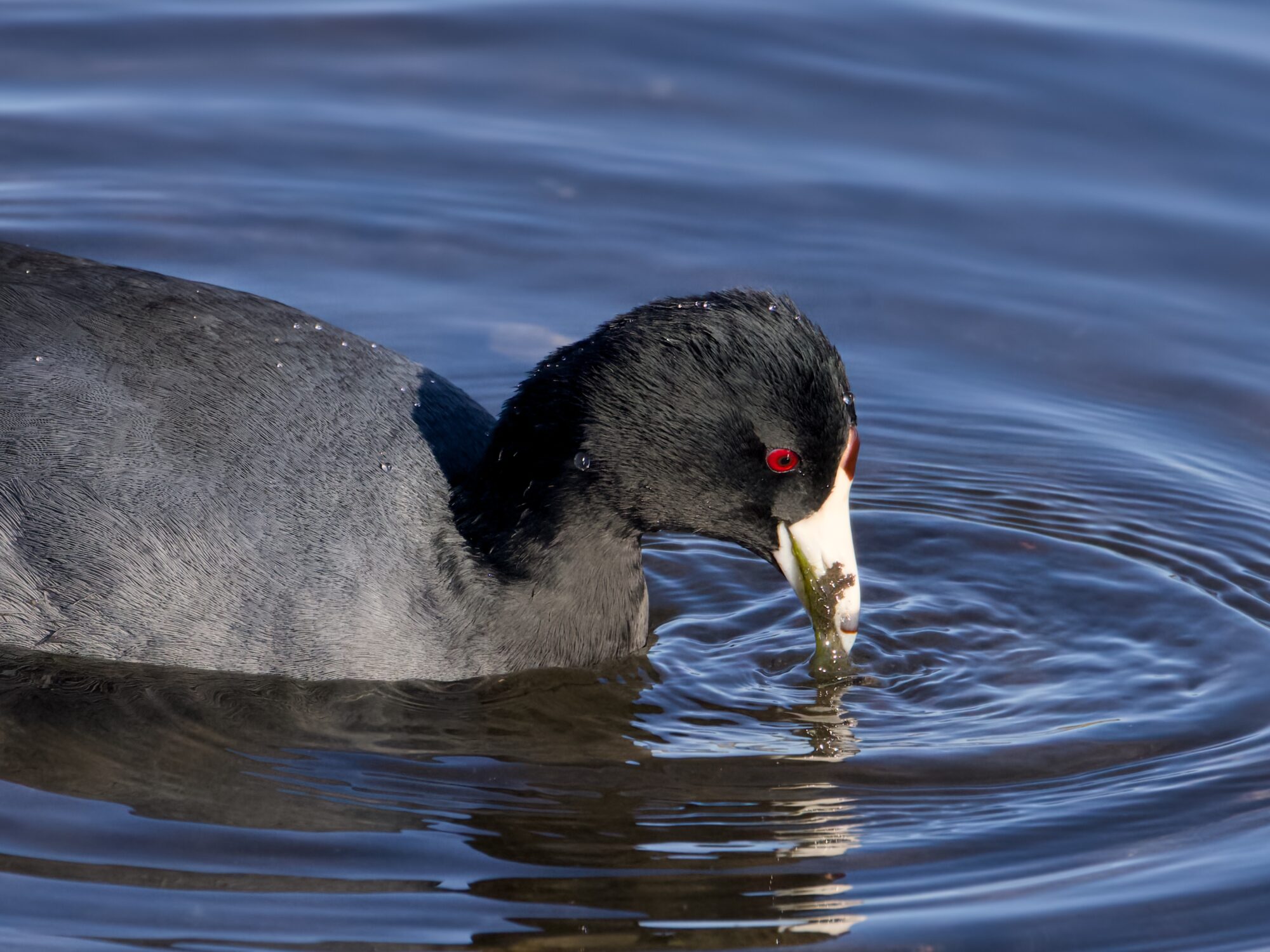 An American Coot on the water, munching on some kind of gunky algae