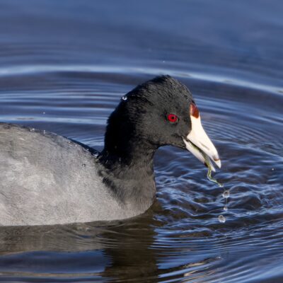 An American Coot on the water, munching on some kind of gunky algae