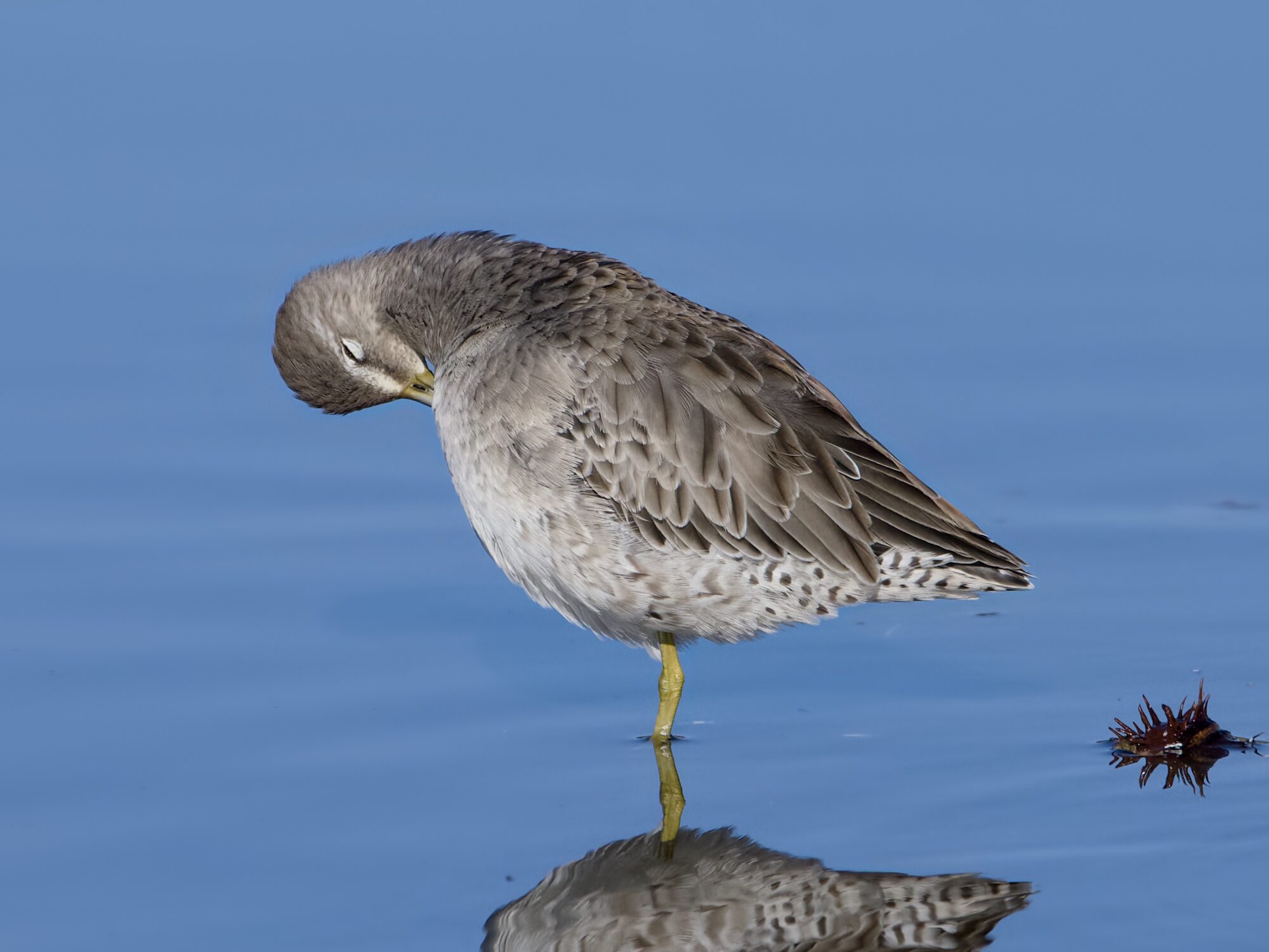 A Long-billed Dowitcher standing in shallow water, preening