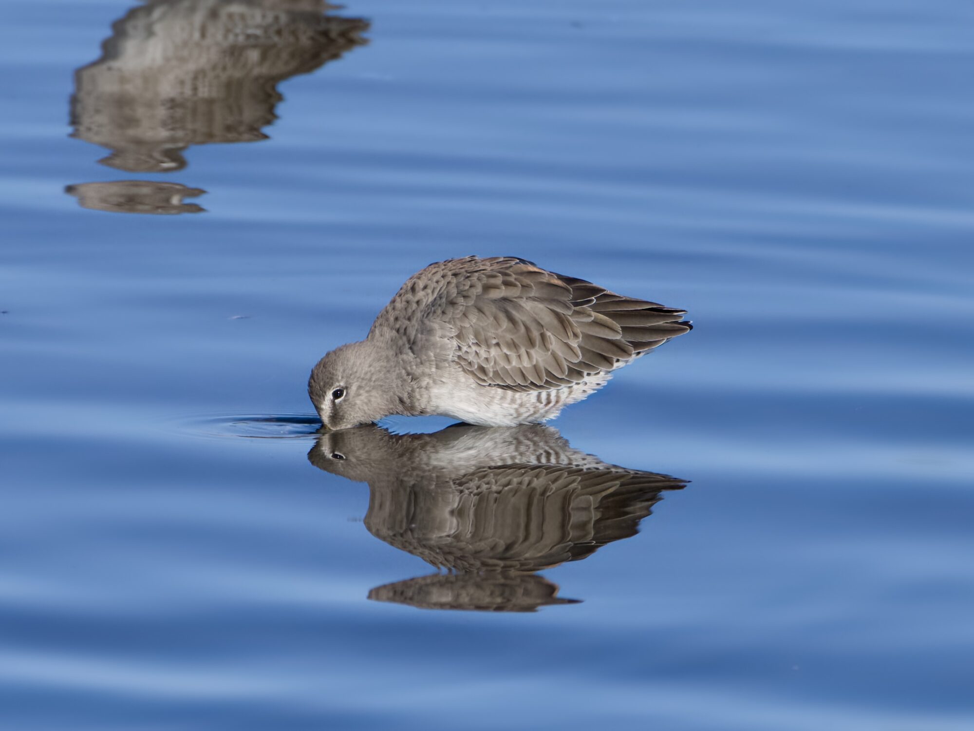 A Long-billed Dowitcher standing belly-deep in water, and dunking its bill in all the way