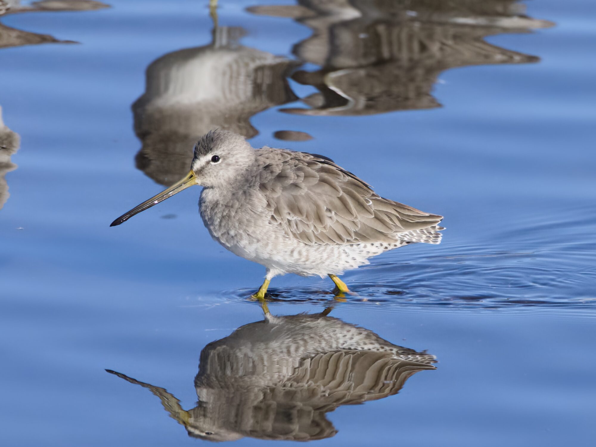 A Long-billed Dowitcher walking along in shallow water
