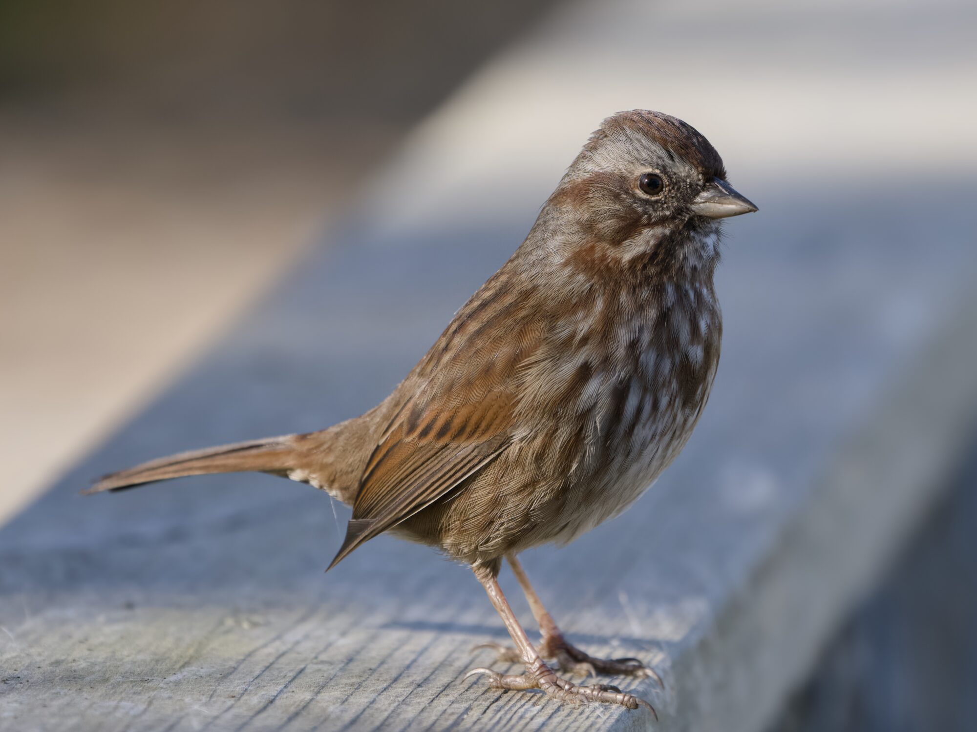 A Song Sparrow is perched on a wooden fence, looking alert