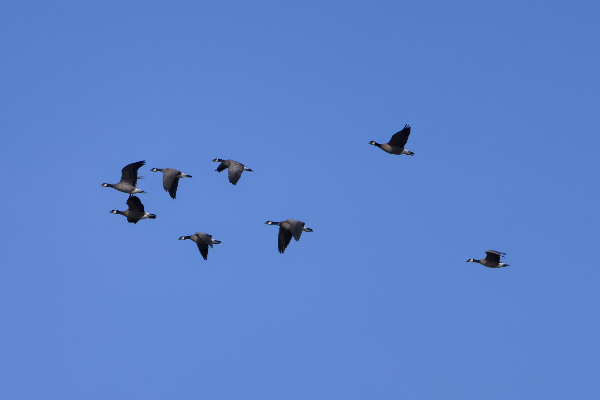 A small group of Cackling Geese is flying in the distance, against a solid blue sky