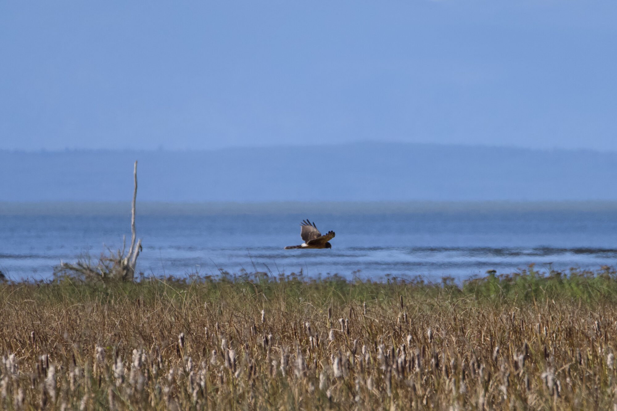 A Northern Harrier flying low over the outer Reifel Marshes. Foreground is brownish reeds, background reeds are greener, then open water and hazy blue mountains under a mostly blue sky
