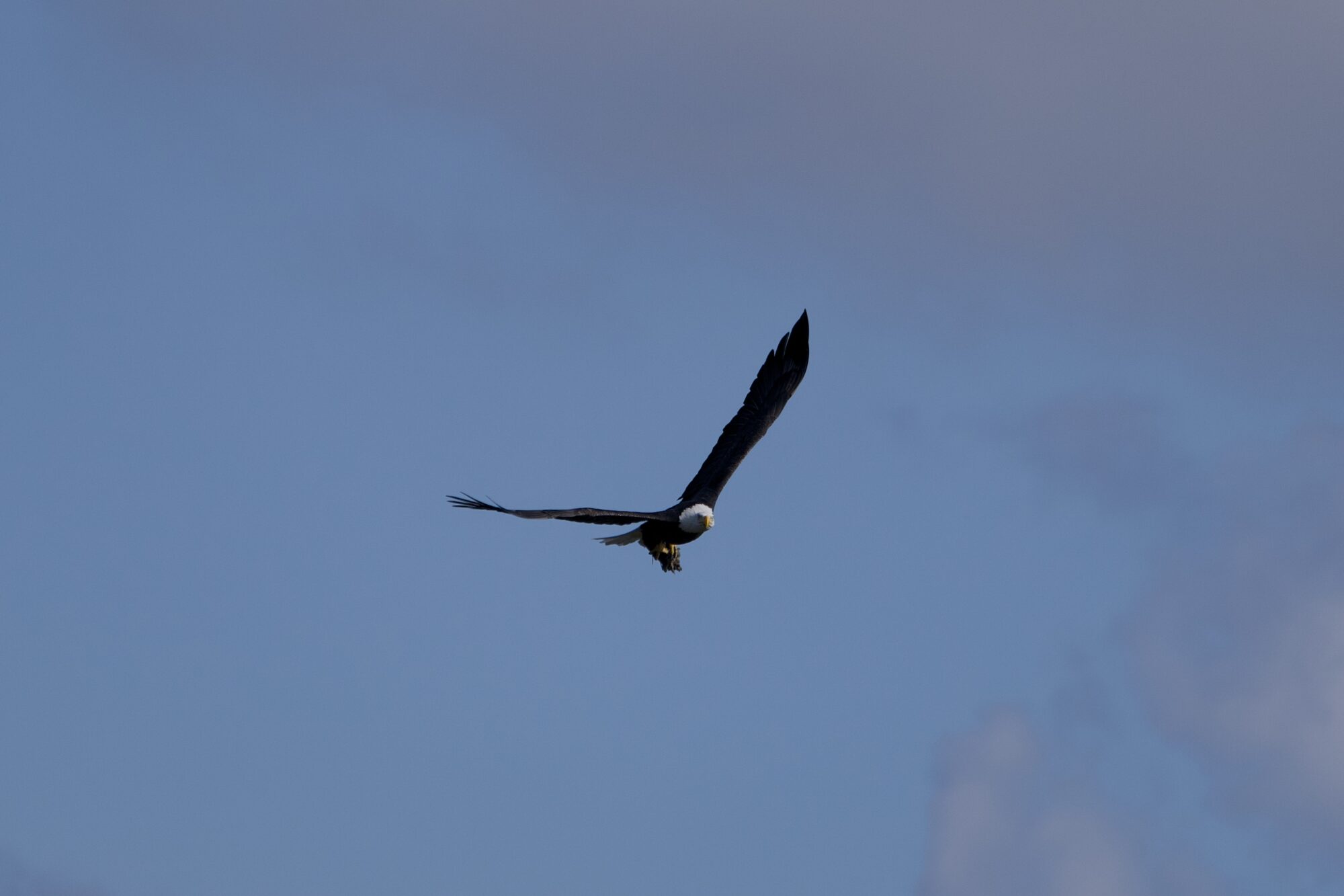 A Bald Eagle in flight against a partly cloudy sky. It is holding a clump of earth and twigs in its claws