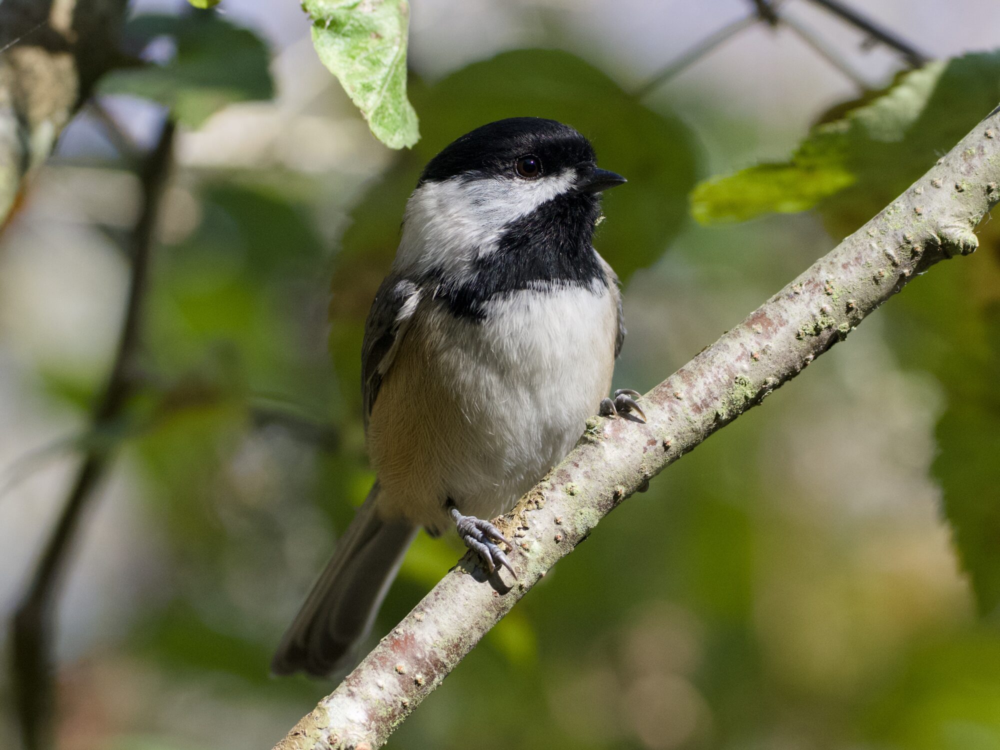 A Black-capped Chickadee perched on a branch, looking into the distance