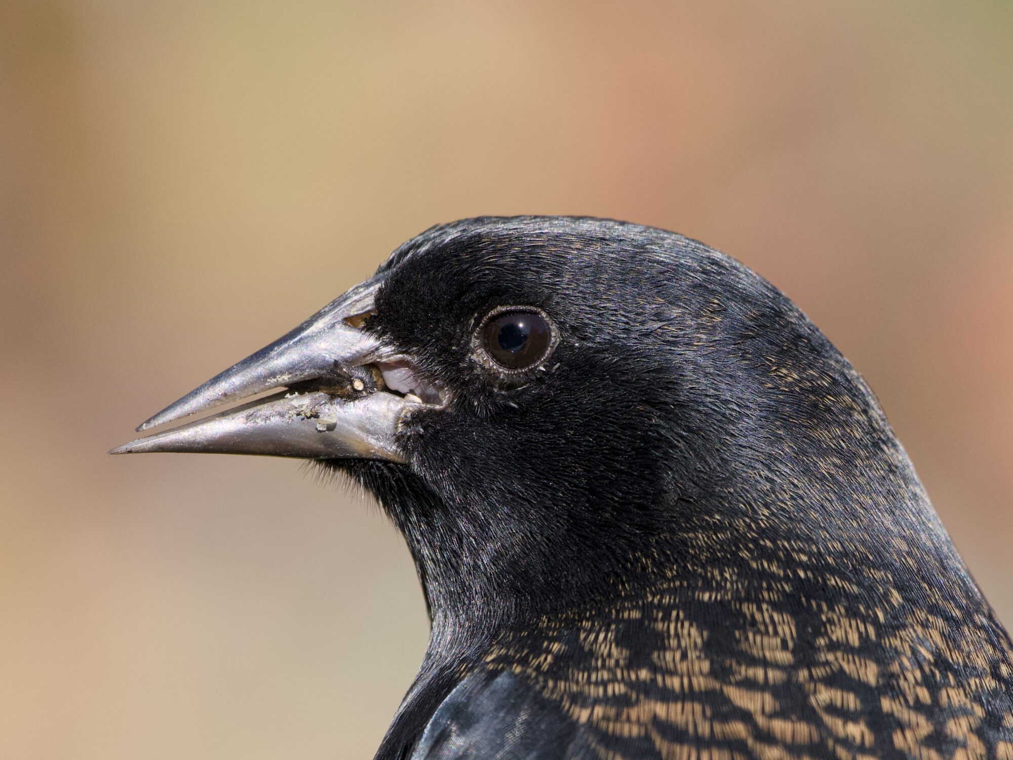 Closeup of a male Red-winged Blackbird grinding down on some kind of seed in its beak