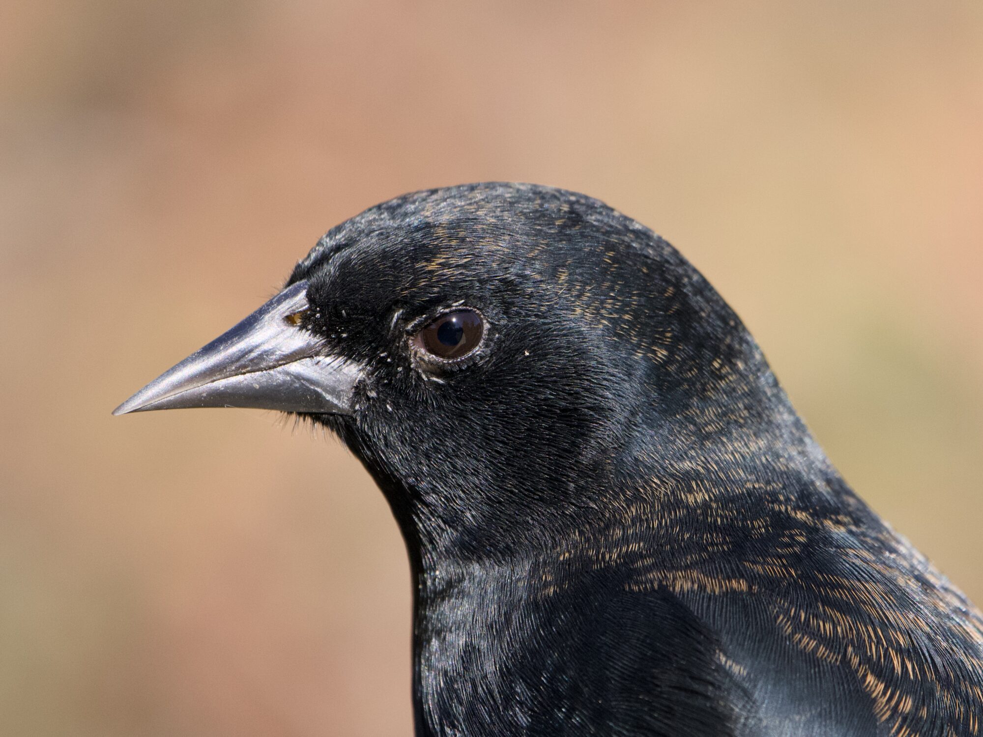 Closeup of a male Red-winged Blackbird