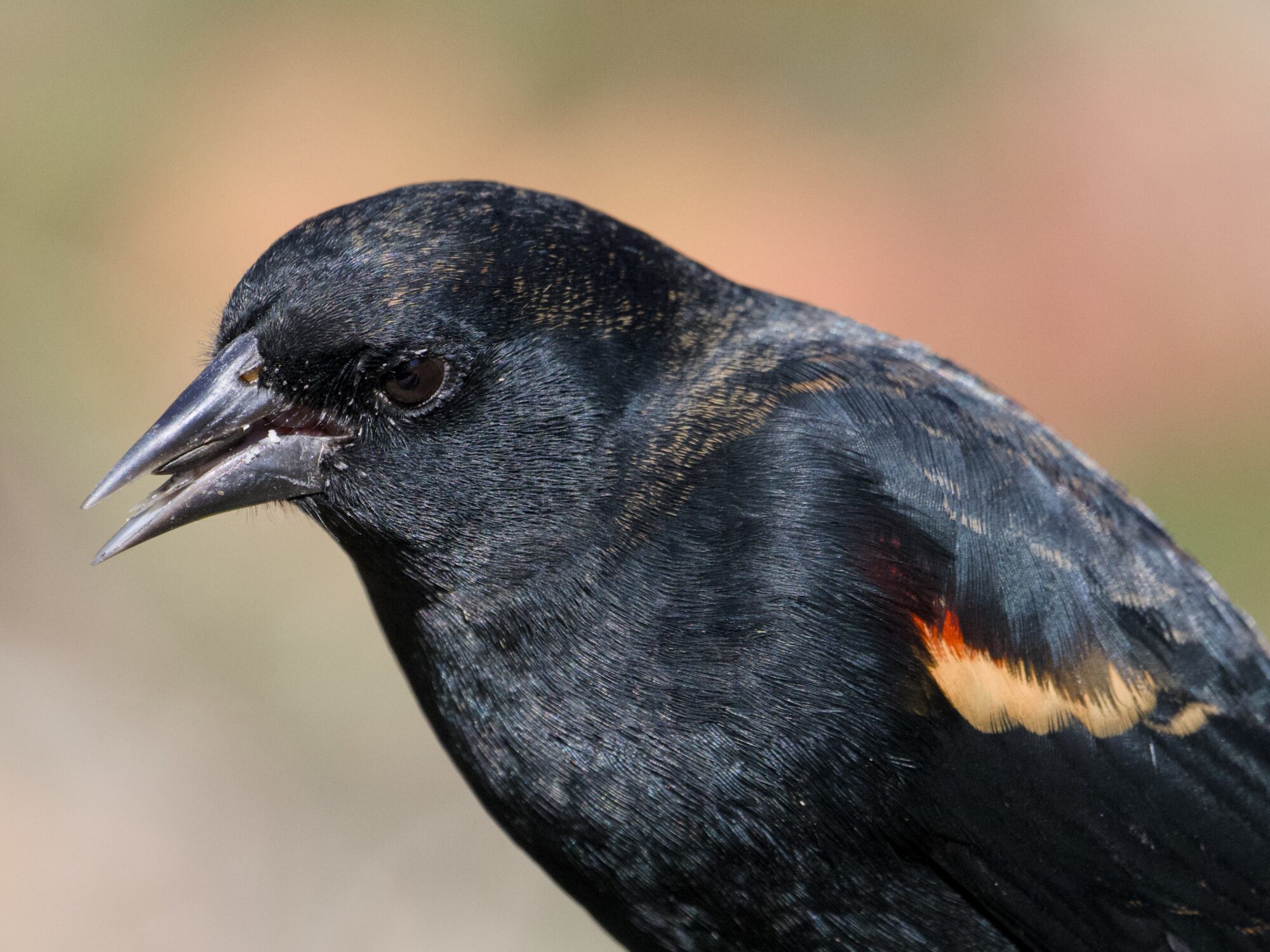 A male Red-winged Blackbird holding a seed in its beak