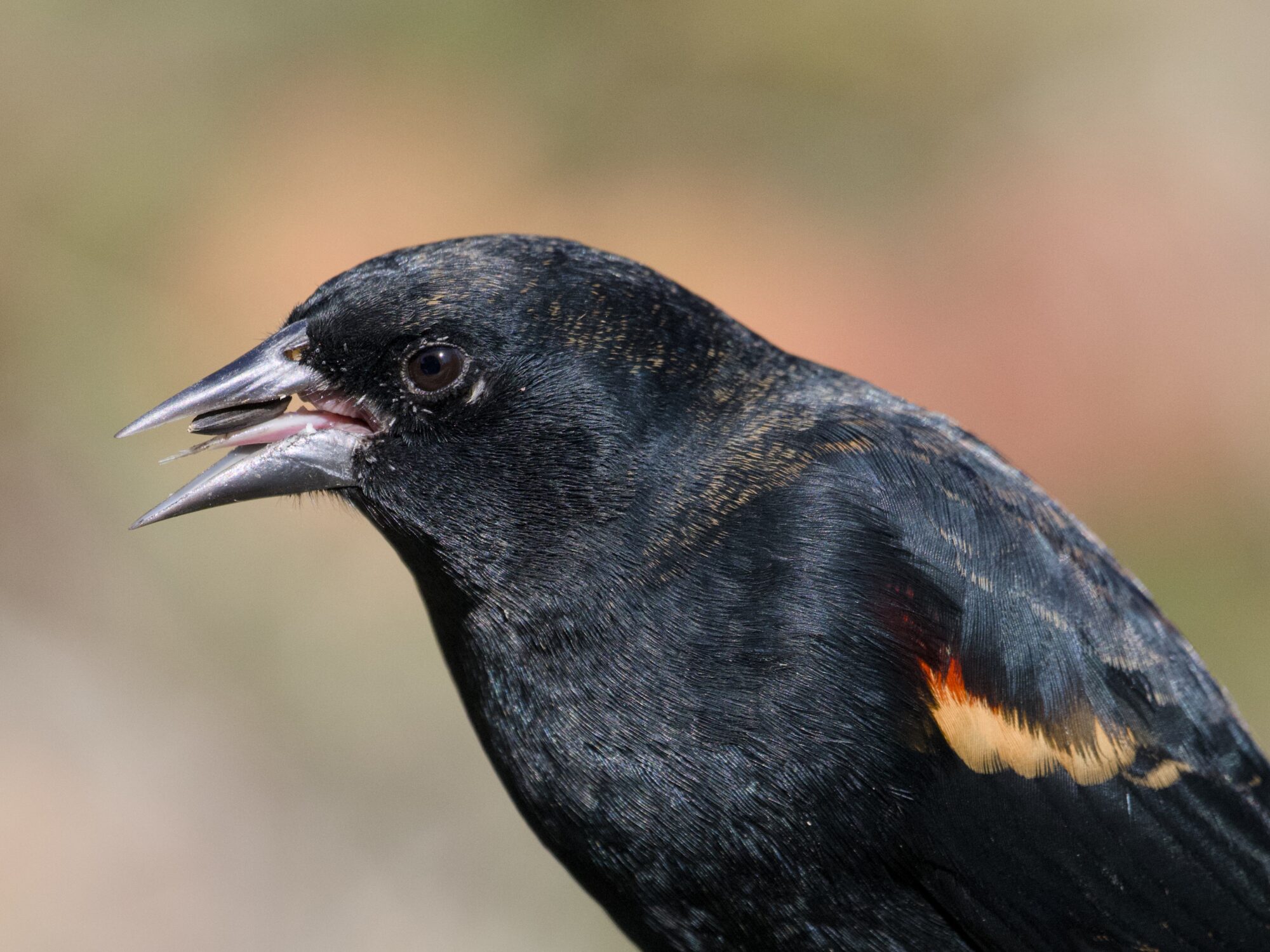 A male Red-winged Blackbird holding a seed in its beak, with his long pink tongue very visible