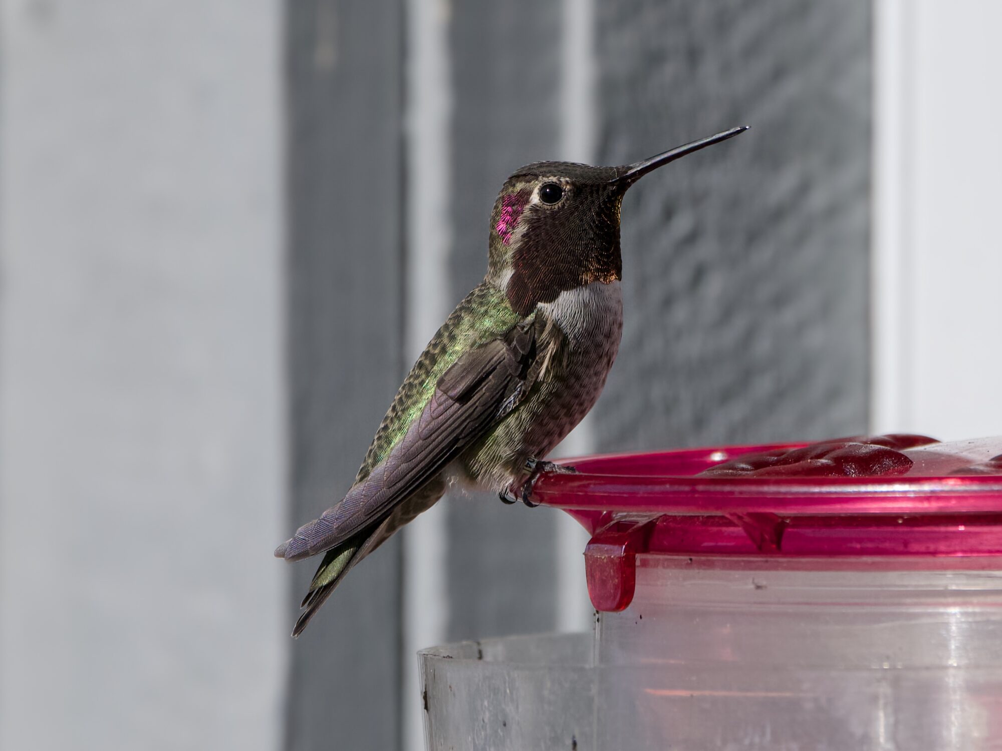 A male Anna's Hummingbird perched on a red plastic feeder. A small corner of his gorget is shining dark pink, a few small bits are more gold
