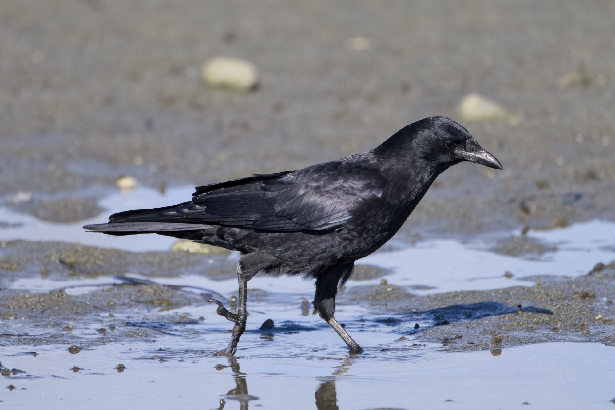 A crow walking along a tidal puddle