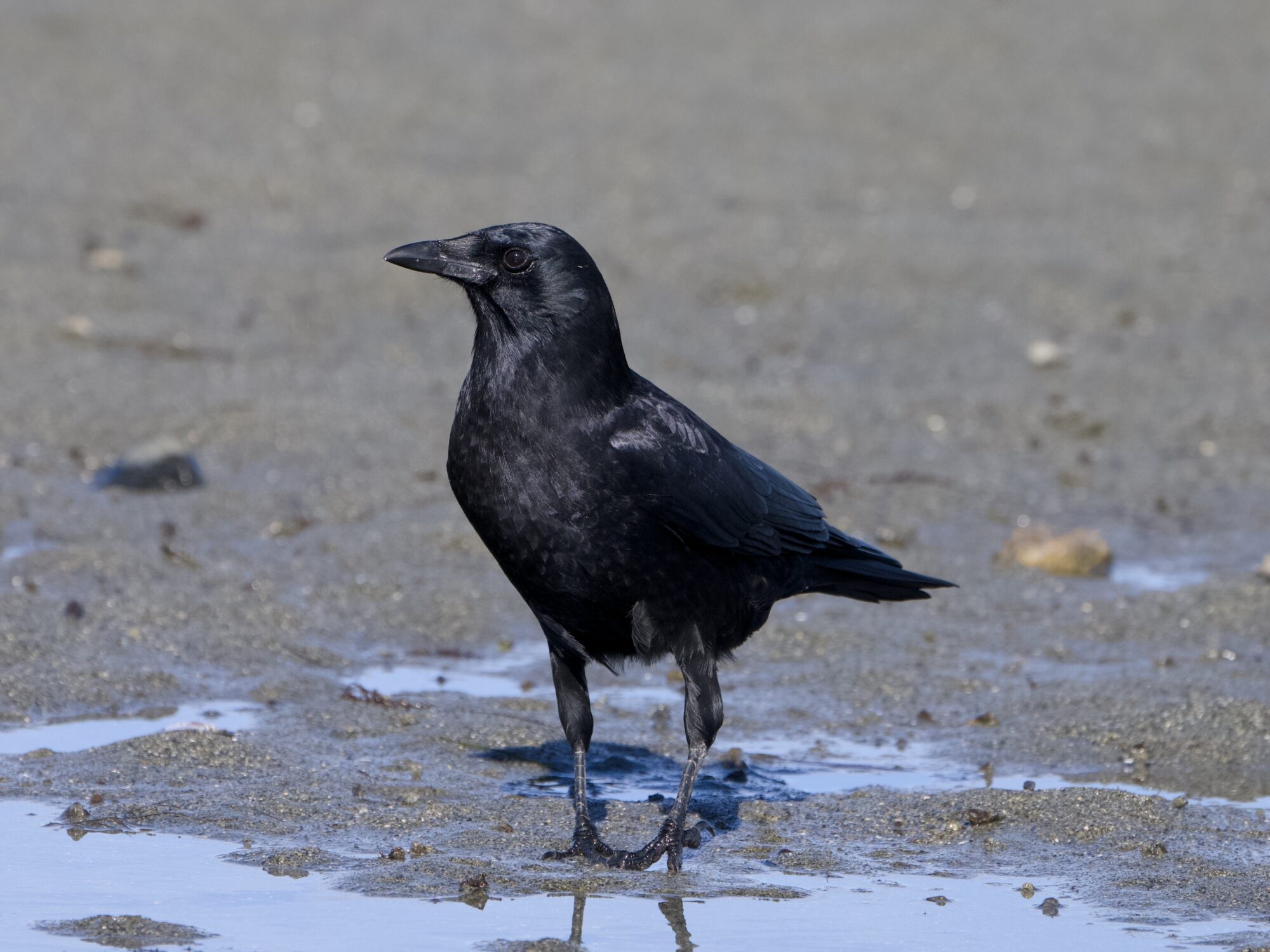 A crow standing in low tide sand