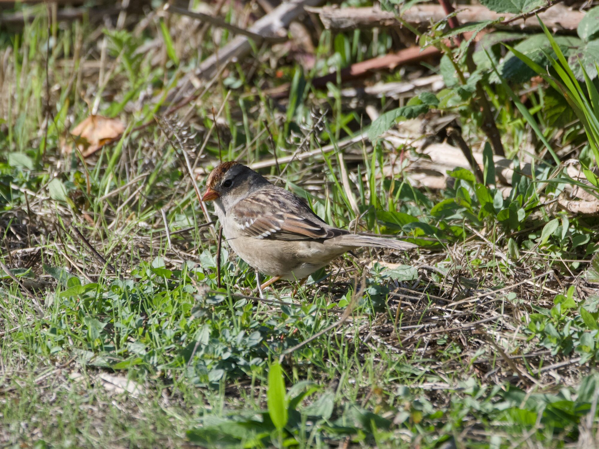An immature White-crowned Sparrow in grass