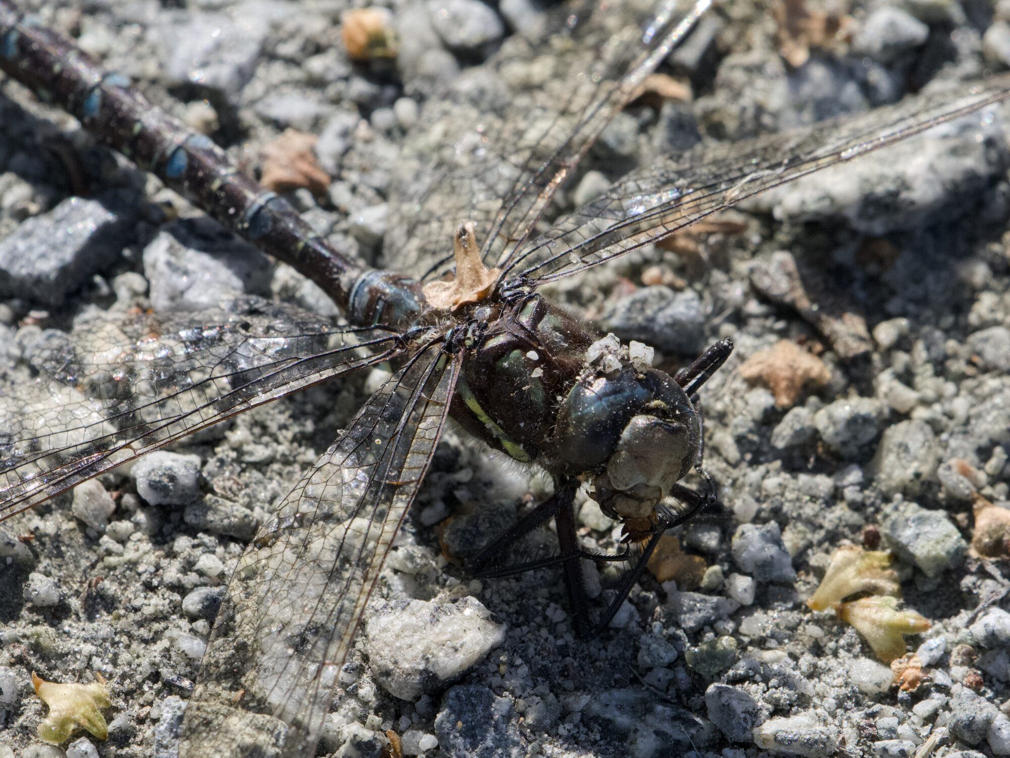 Close up of a dead male Blue-eyed Darner, lying on gravelly ground