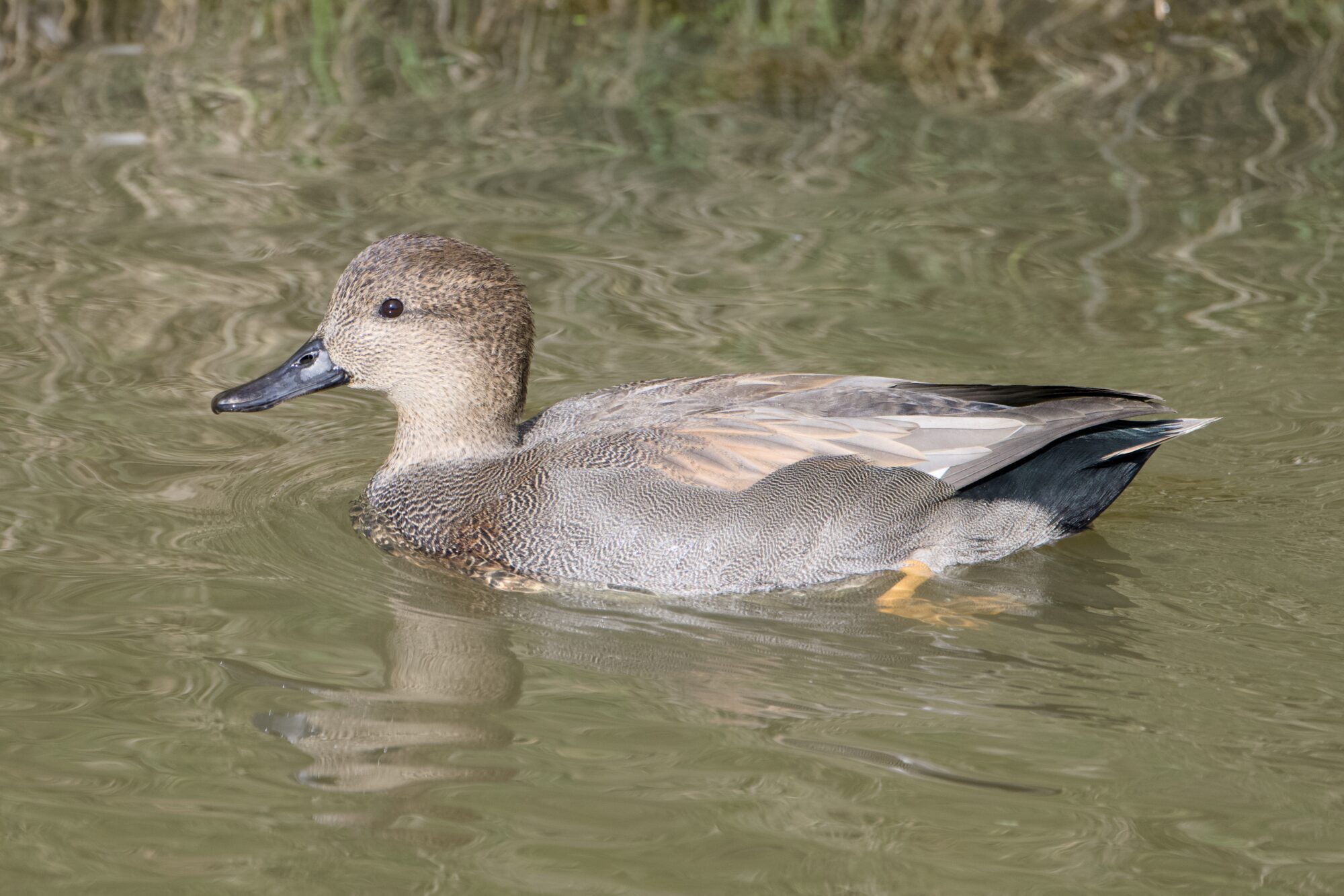 A male Gadwall swimming along