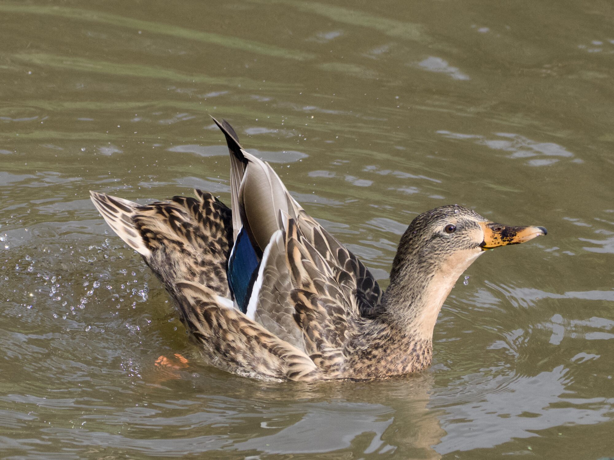 A female Mallard duck splashing around