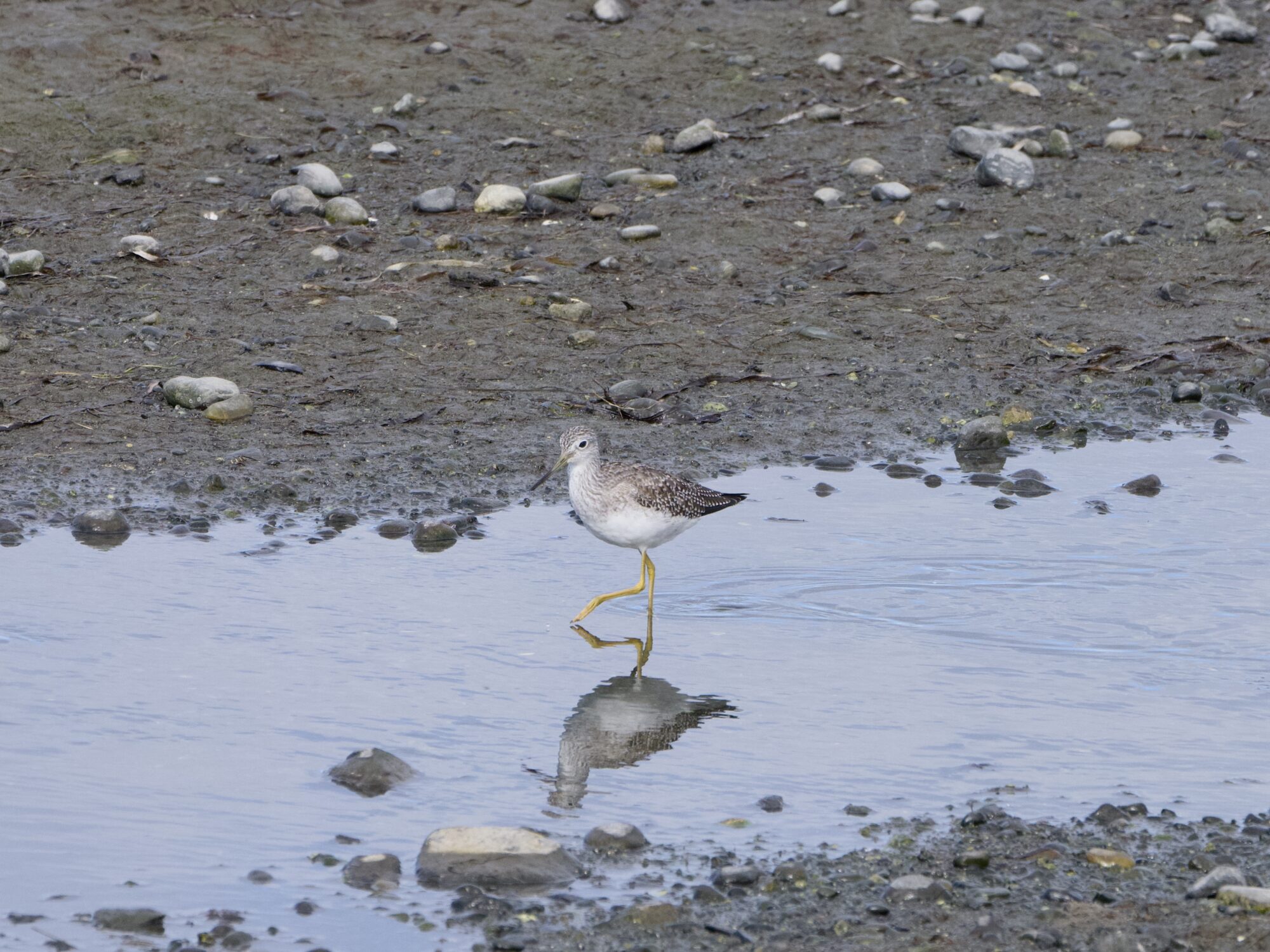 A Greater Yellowlegs walking in very shallow water