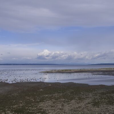 View from Centennial Beach. The sky is partly cloudy, and there are masses of ducks in the water