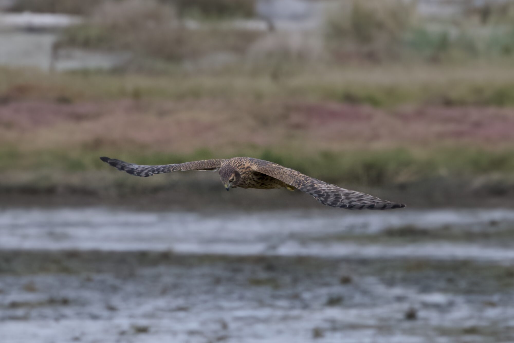 A Northern Harrier flying low at eye level. Its eyes are down, scanning the ground and its wings are spread horizontal